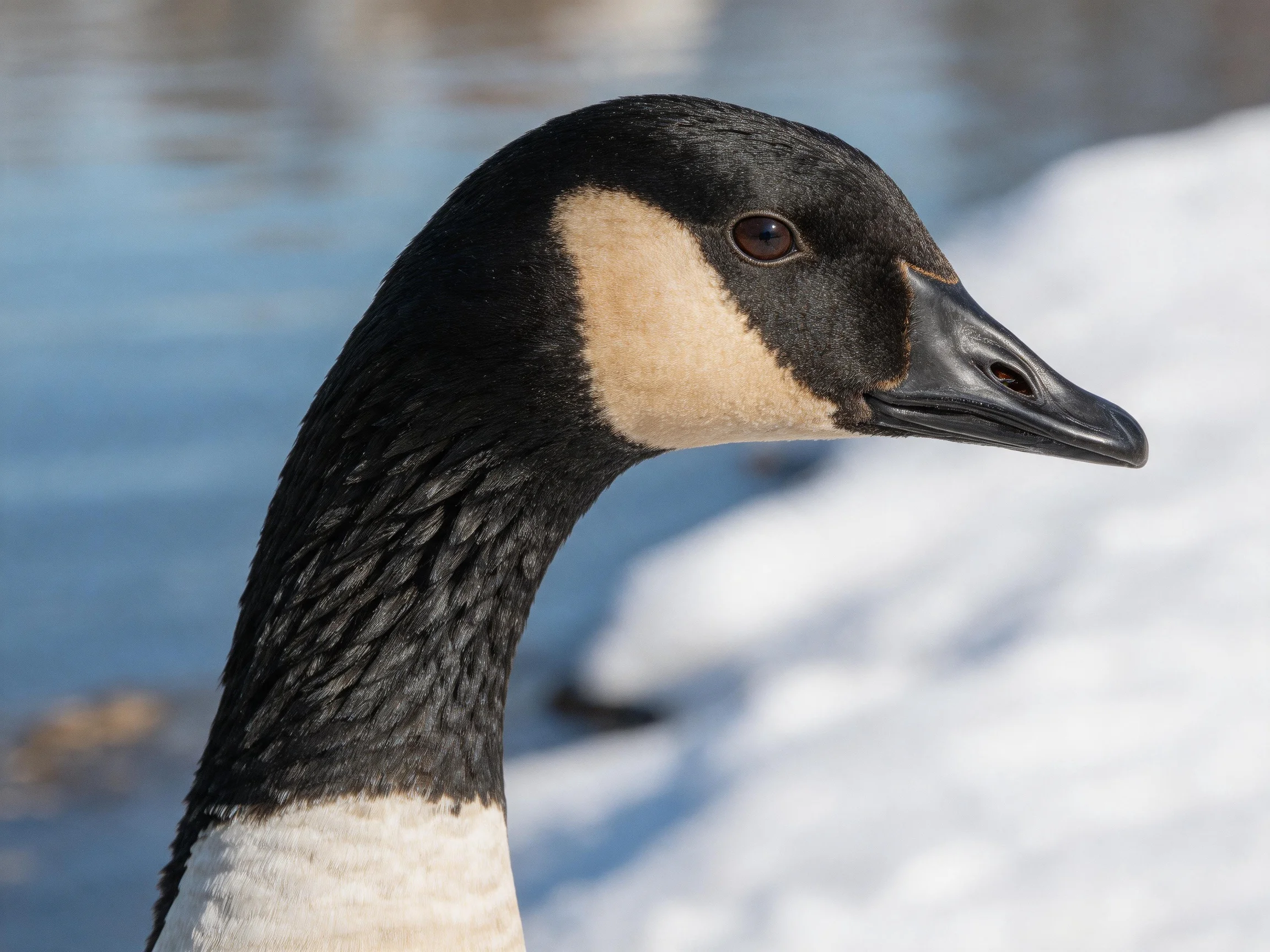 Canada goose with black, tan, and white feathers near water and snow