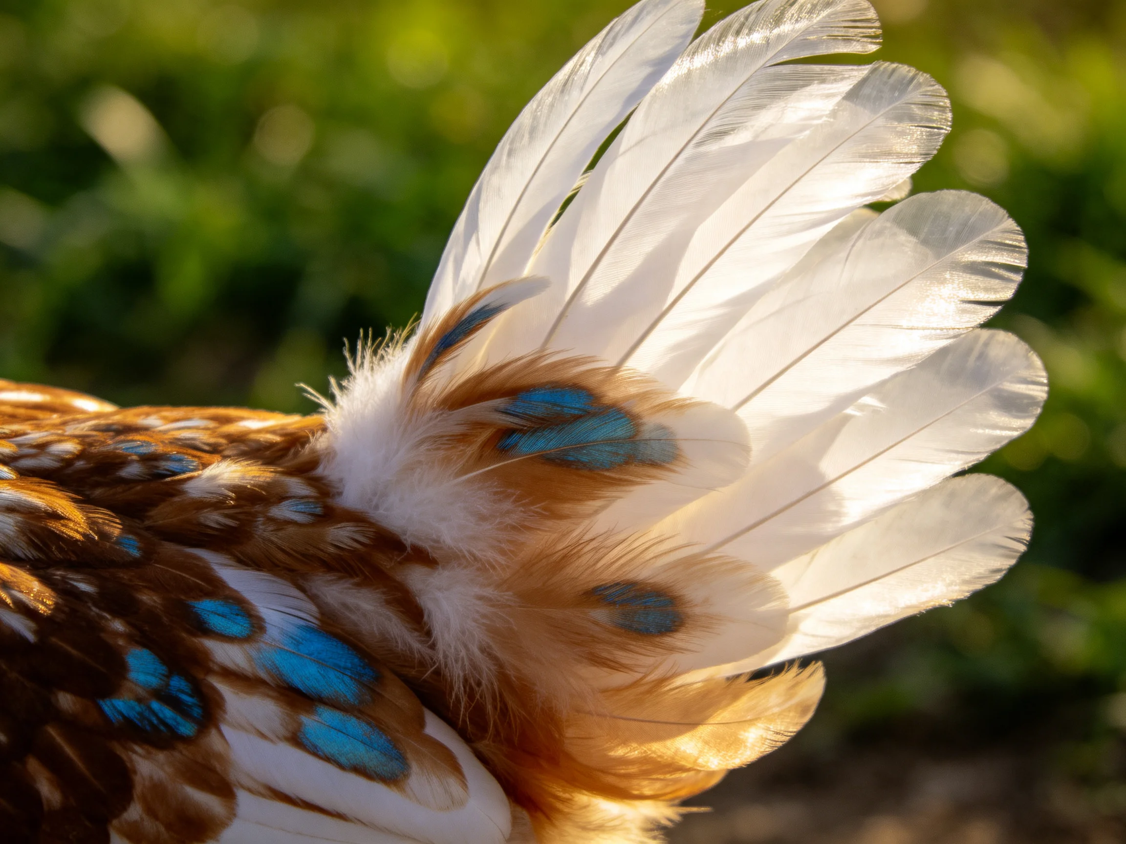 Chicken’s white-tipped tail feathers with brown and blue markings