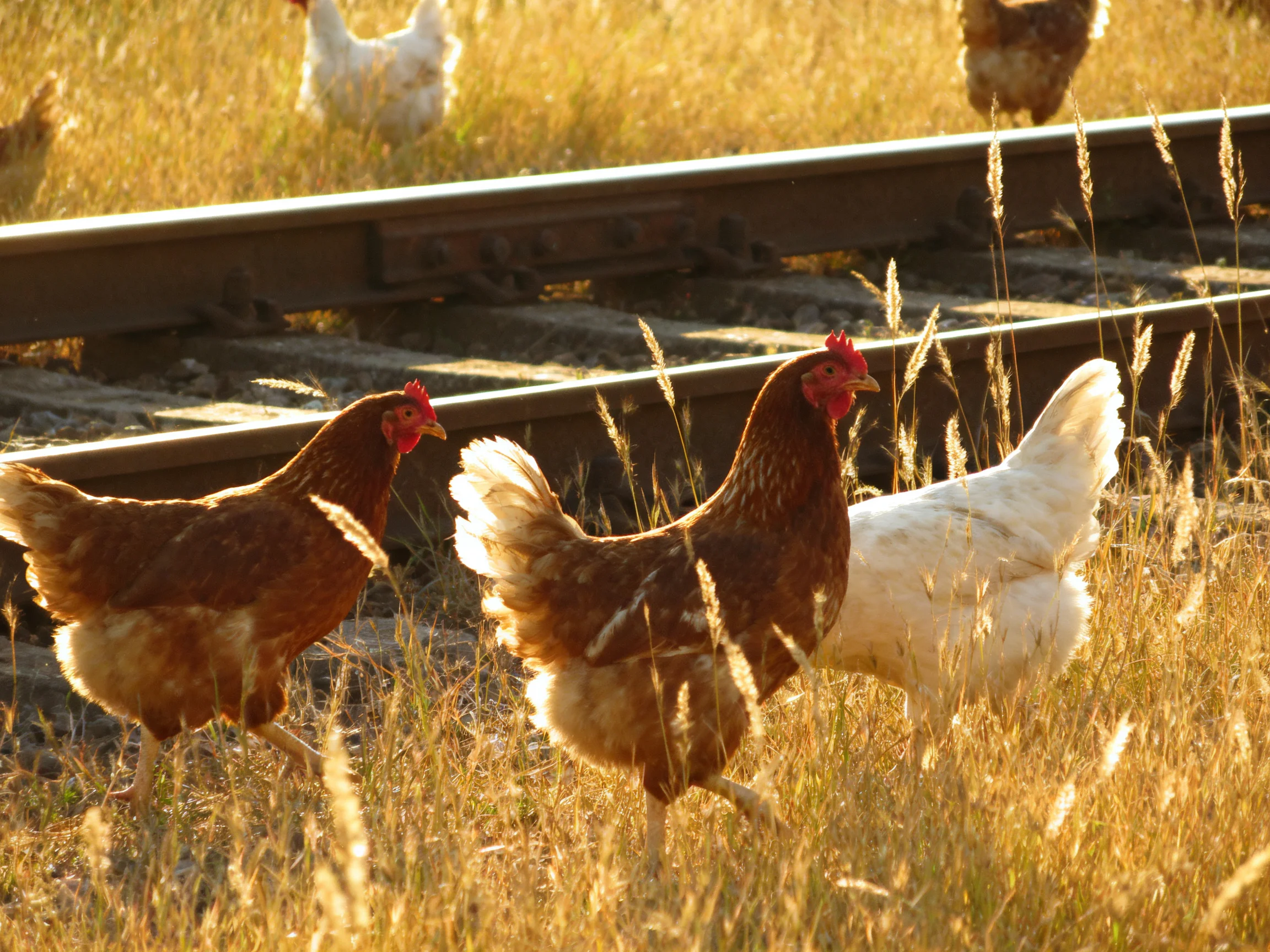 Chickens Roaming Near Sunlit Railroad Tracks Among Tall Golden Grass