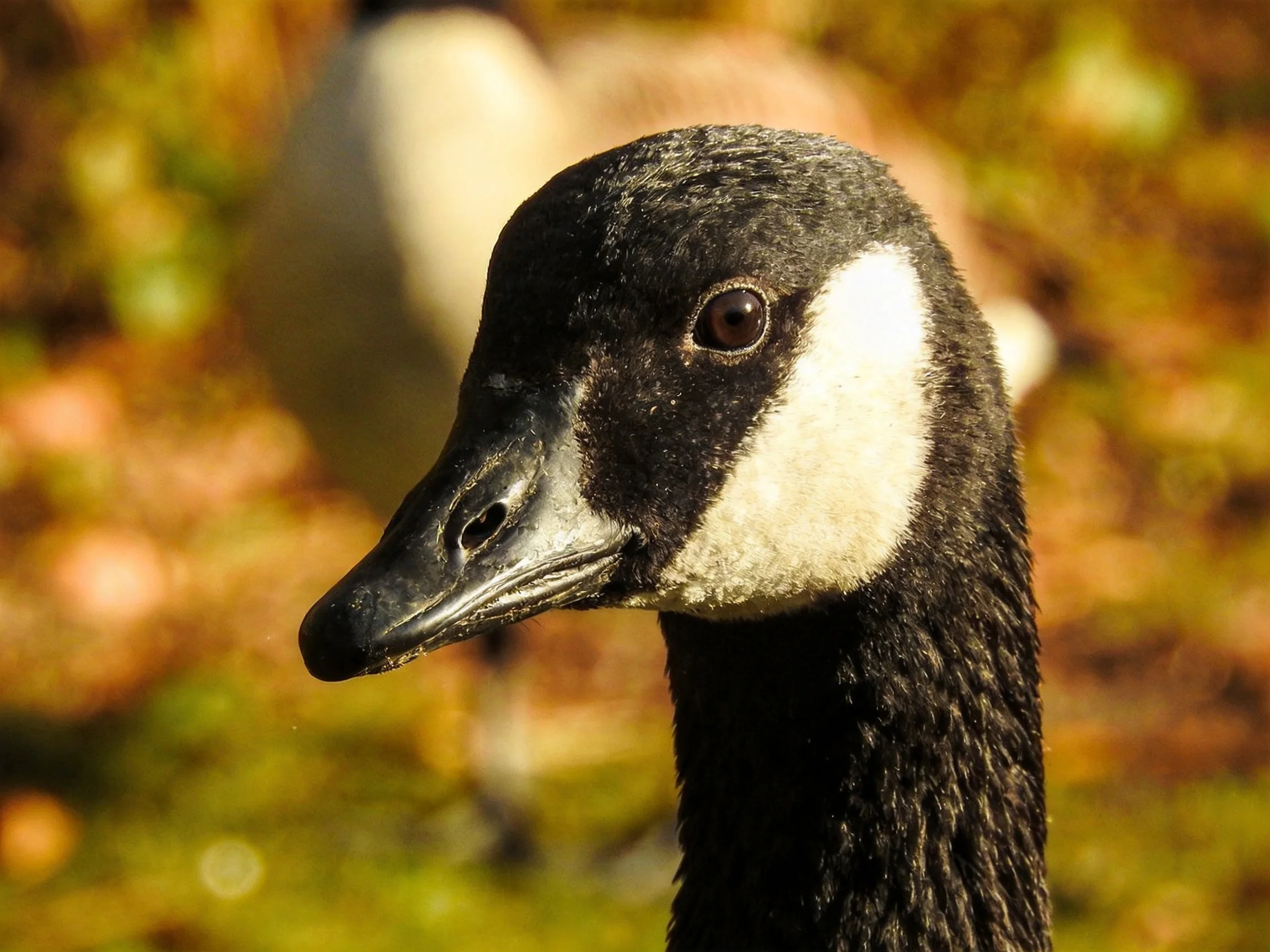 Close-up of a Canada goose with black and white plumage