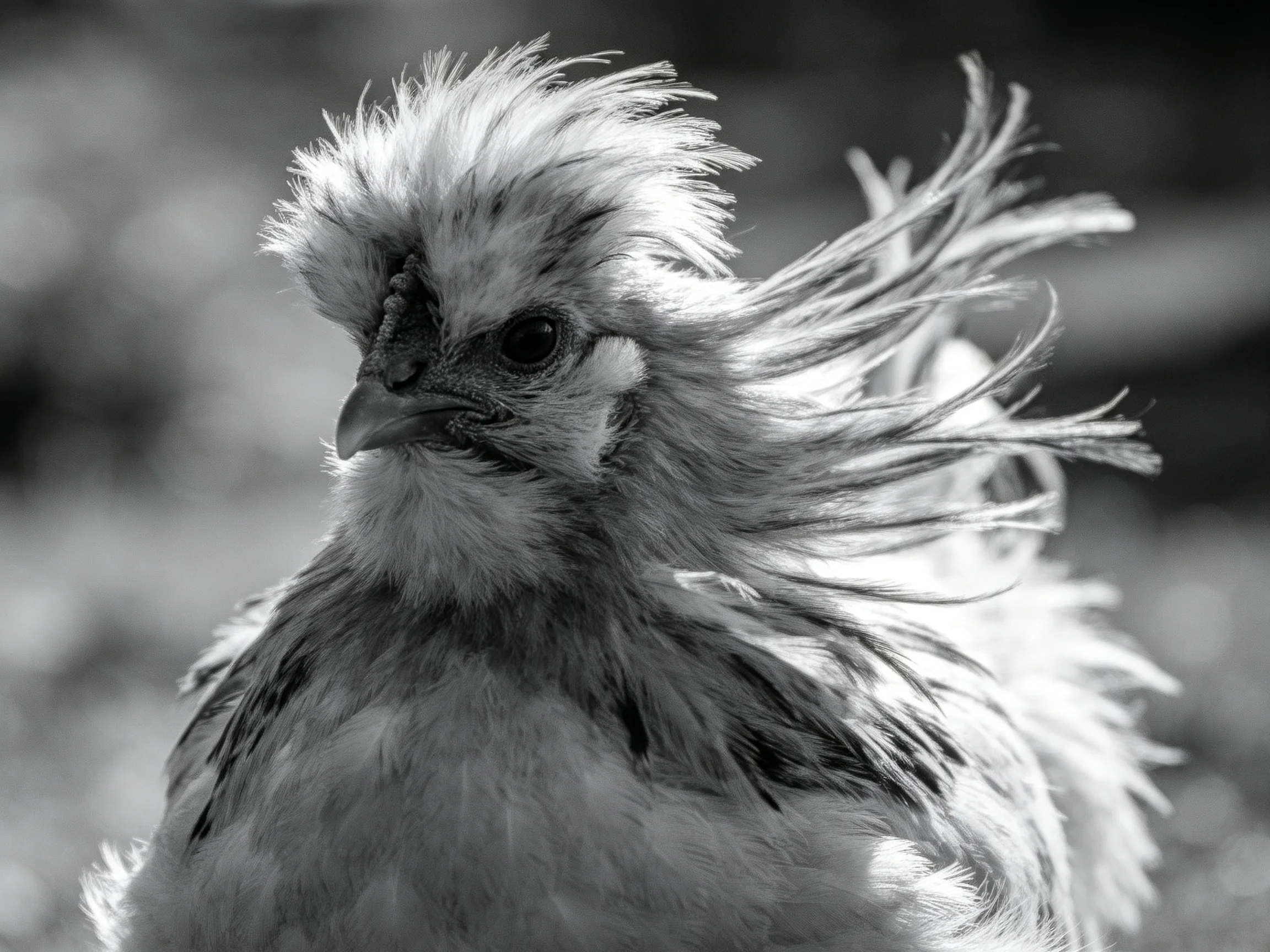Close-up of a Polish chicken with tousled, voluminous plumage