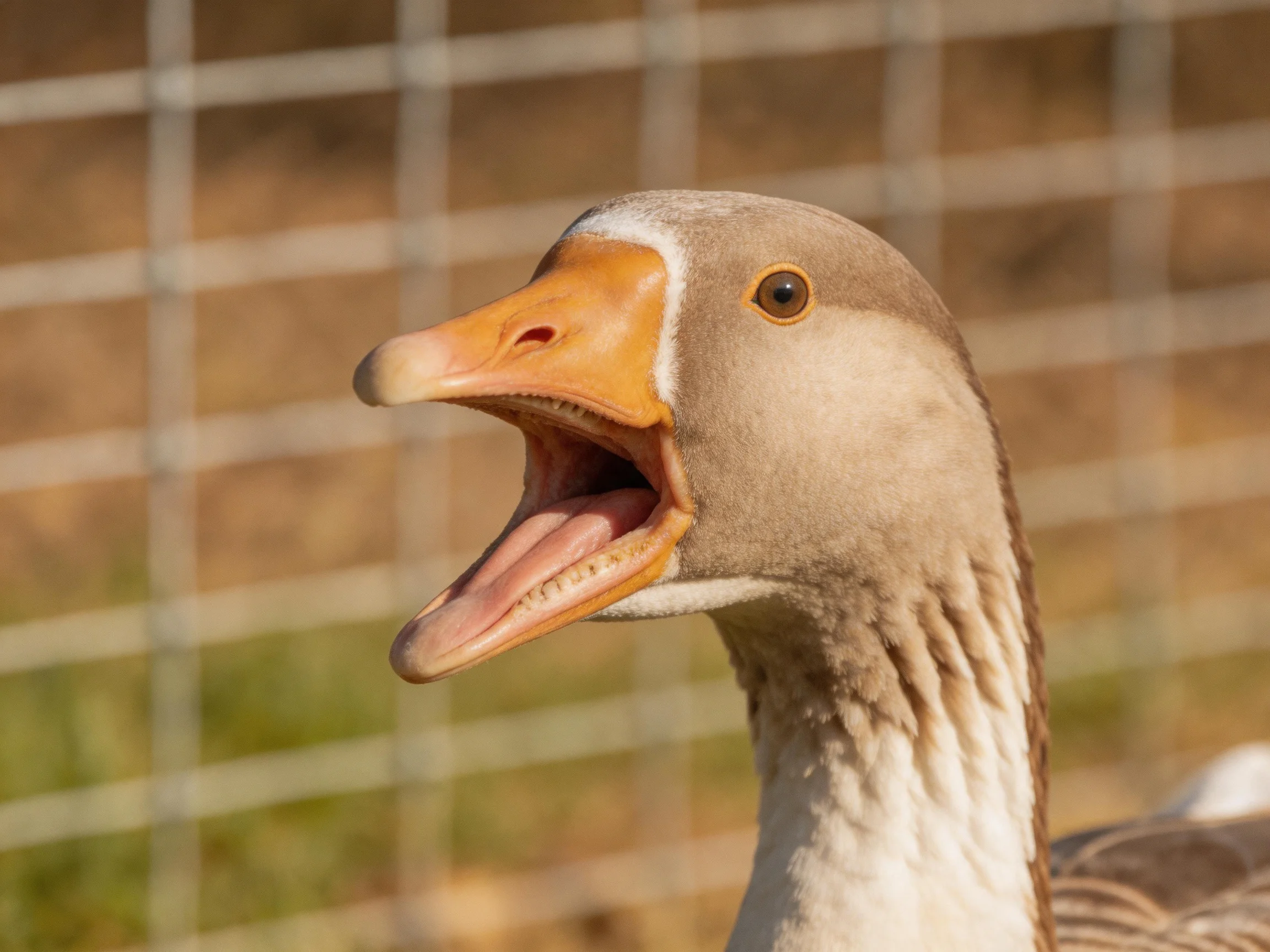 Close-up of a brown and white goose with an orange beak