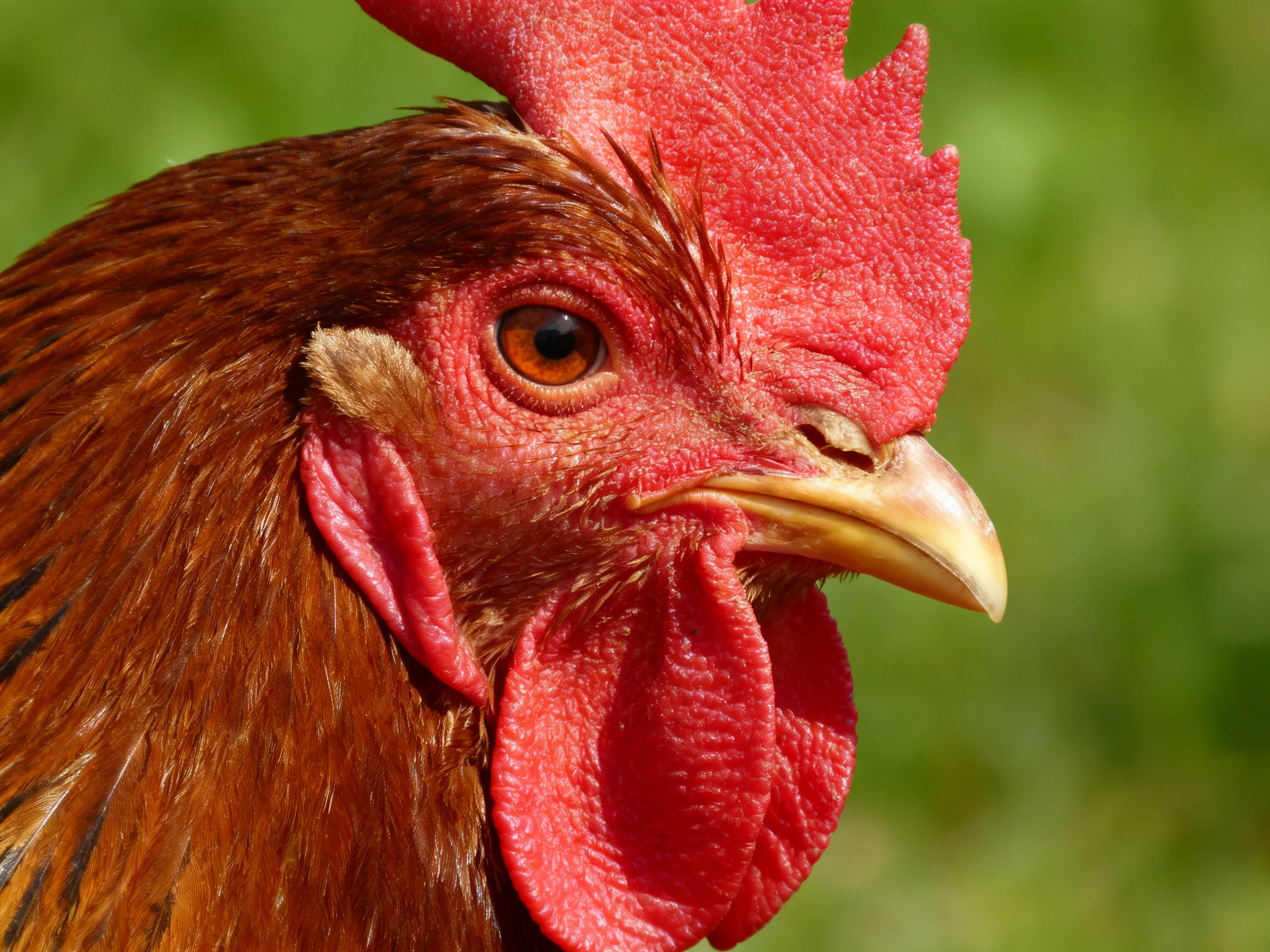 Close-up of a brown chicken with vibrant red comb and wattles