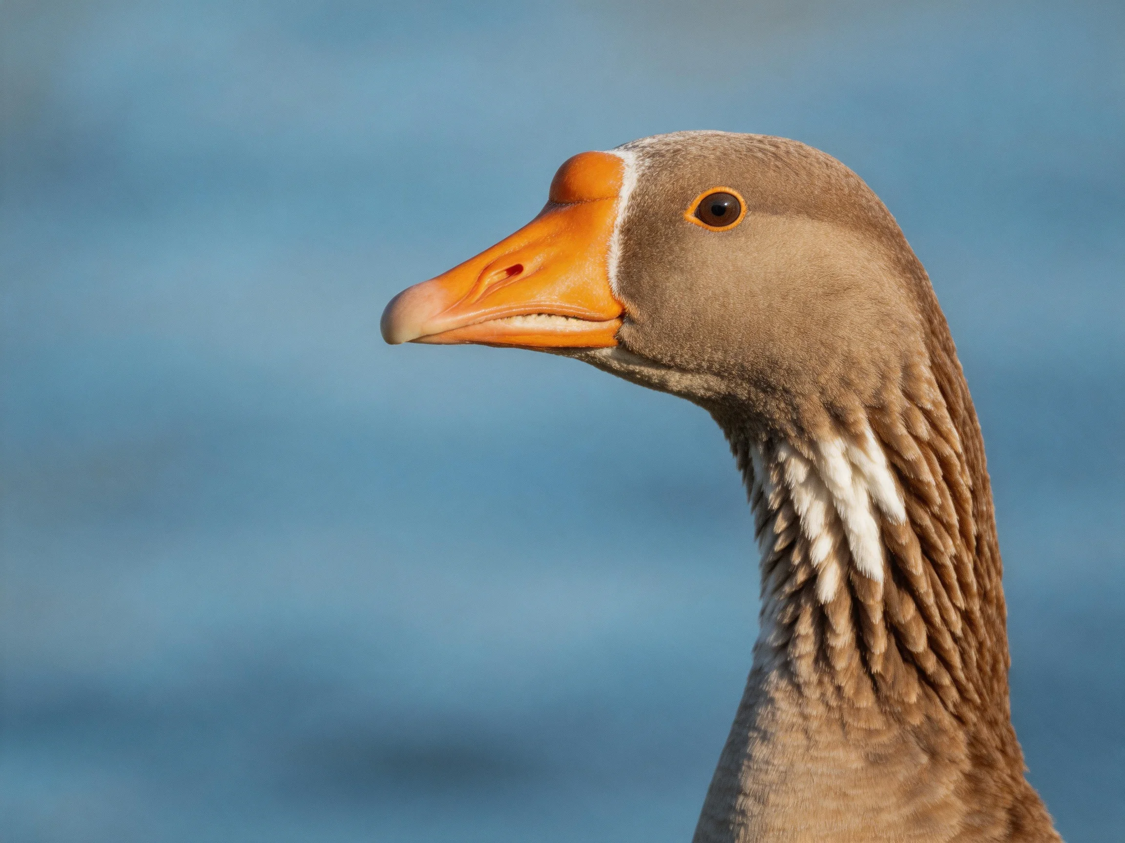 Close-up of a brown goose with an orange beak near water