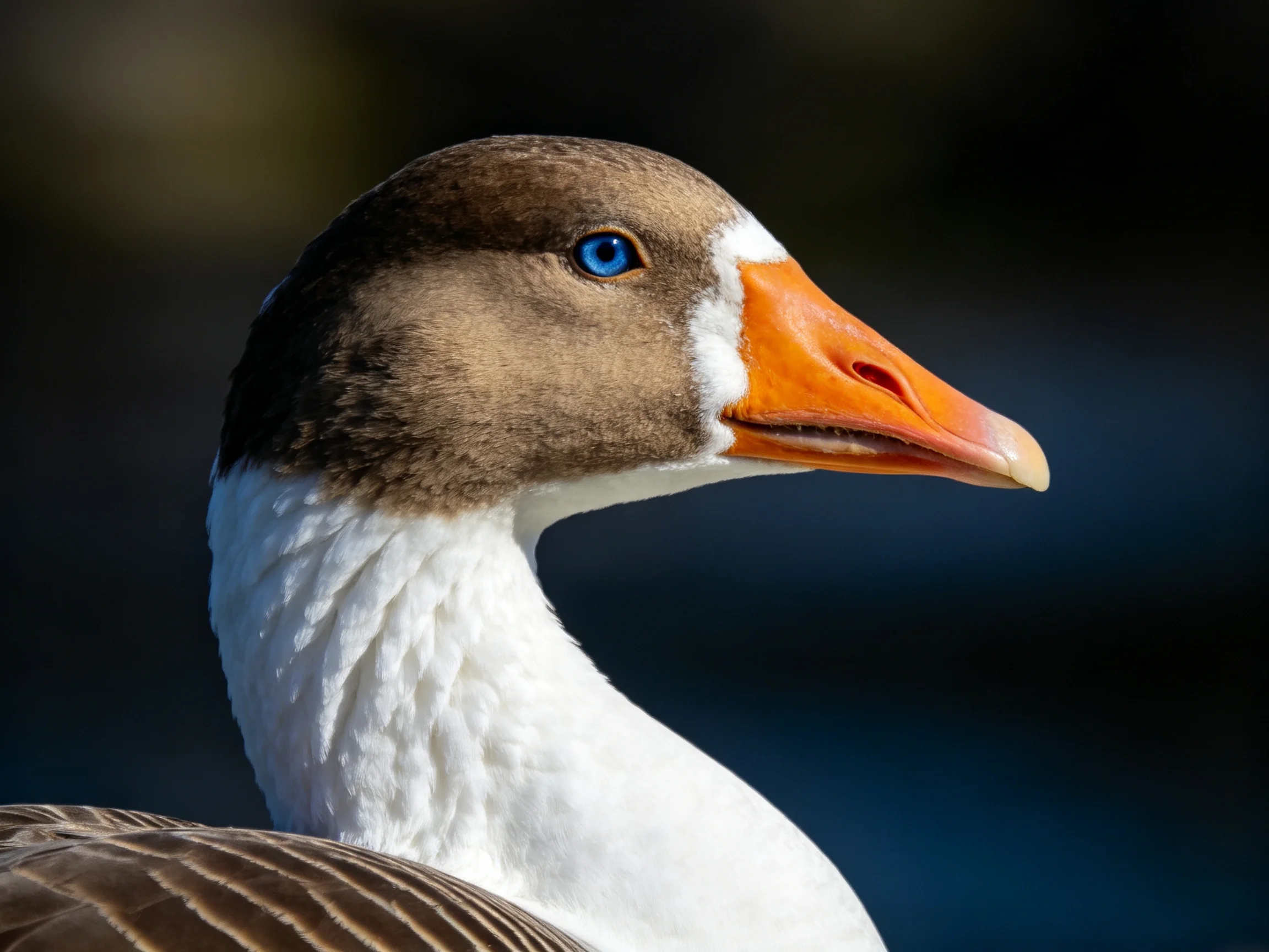 Close-up of a brown-headed goose with an orange beak and blue eye