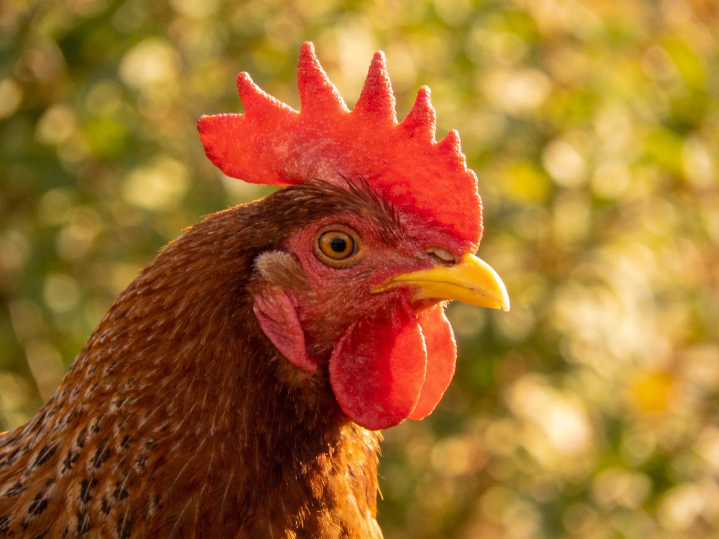 A brown hen with a bright red comb and yellow beak is captured in a close-up photograph.