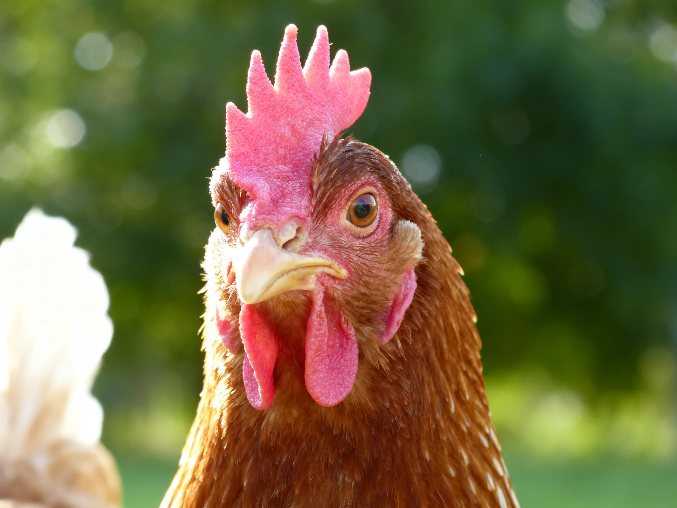 A brown hen with pink combs is shown in sharp focus against a blurred green backdrop.