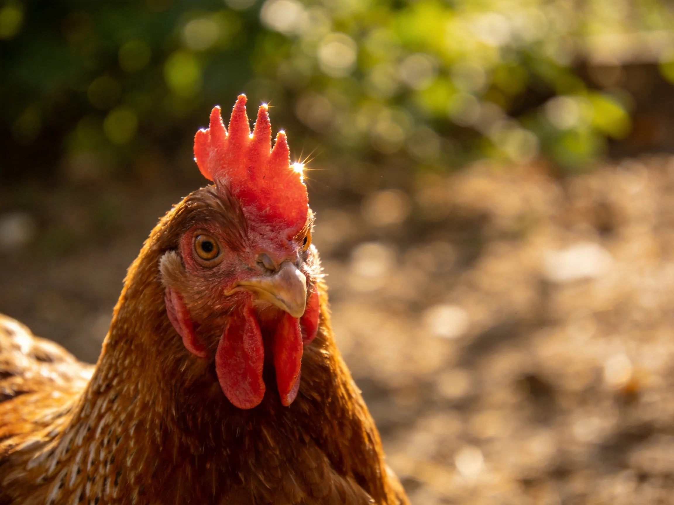 A brown hen with a bright red comb is shown up close in natural light.