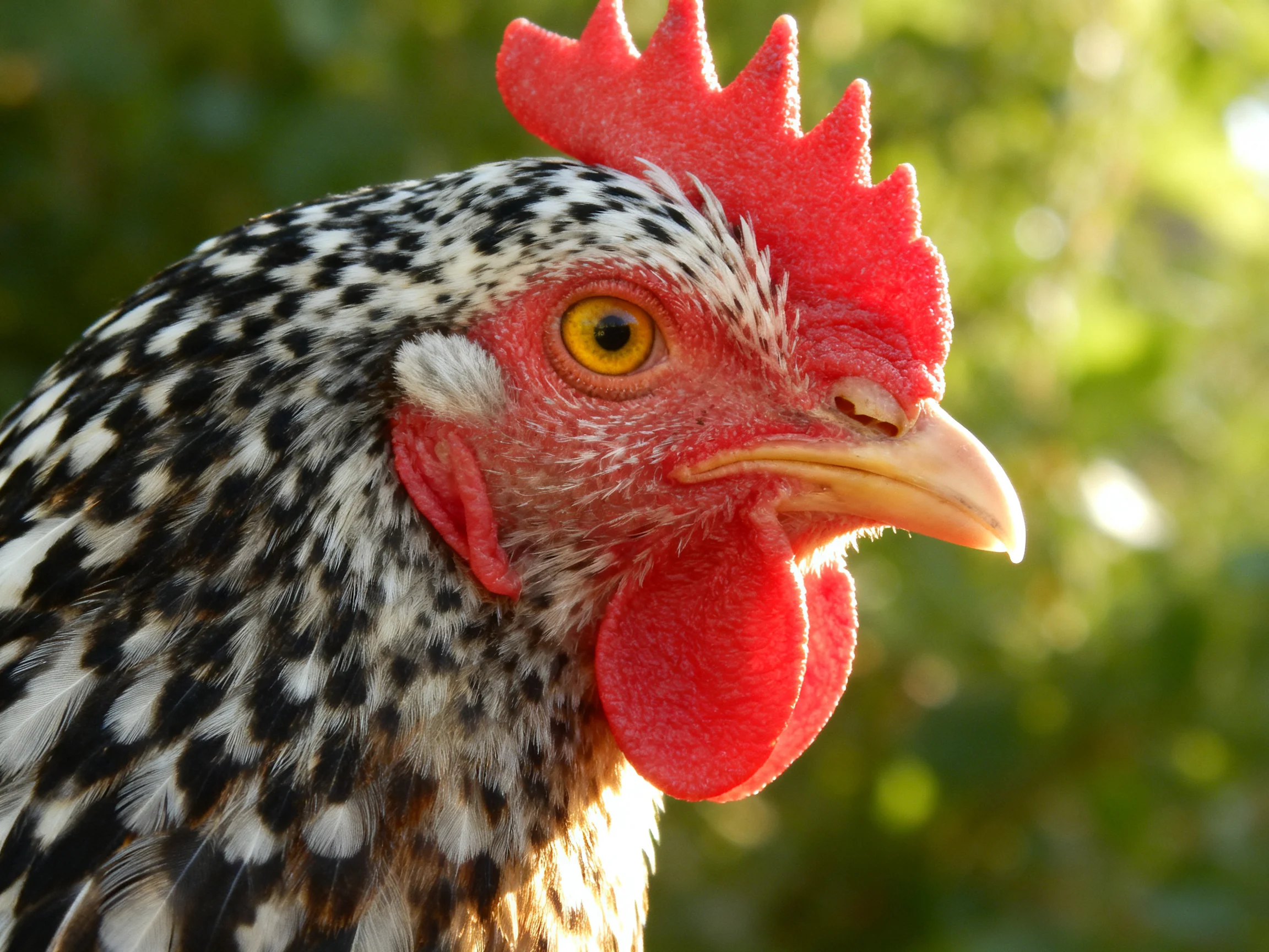 Close-up of a chicken with vibrant red comb and black-and-white speckled feathers