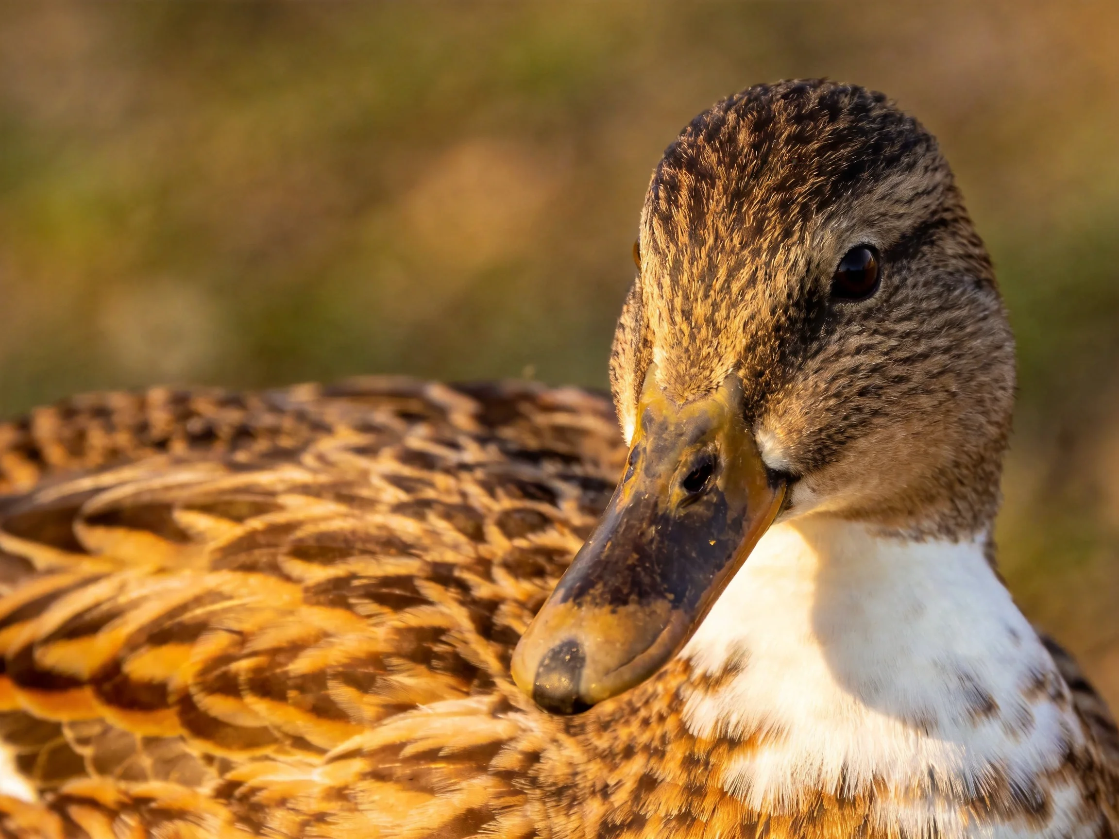 A duck with brown and white plumage is shown up close in warm light.