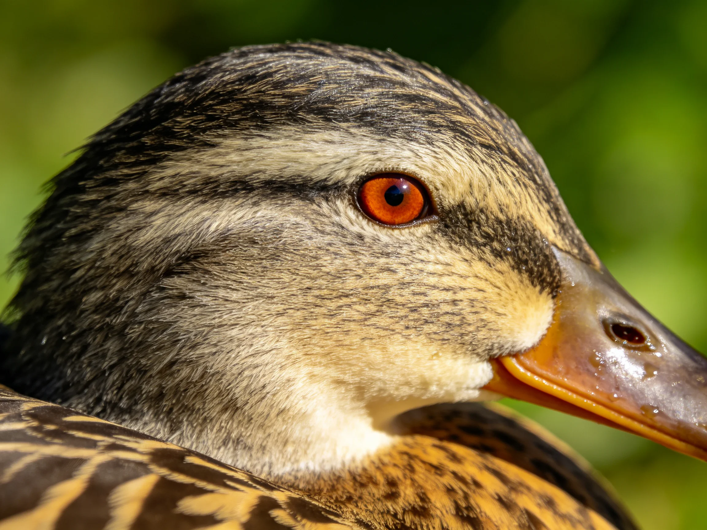 Close-up of a duck with brown, black, and yellow plumage