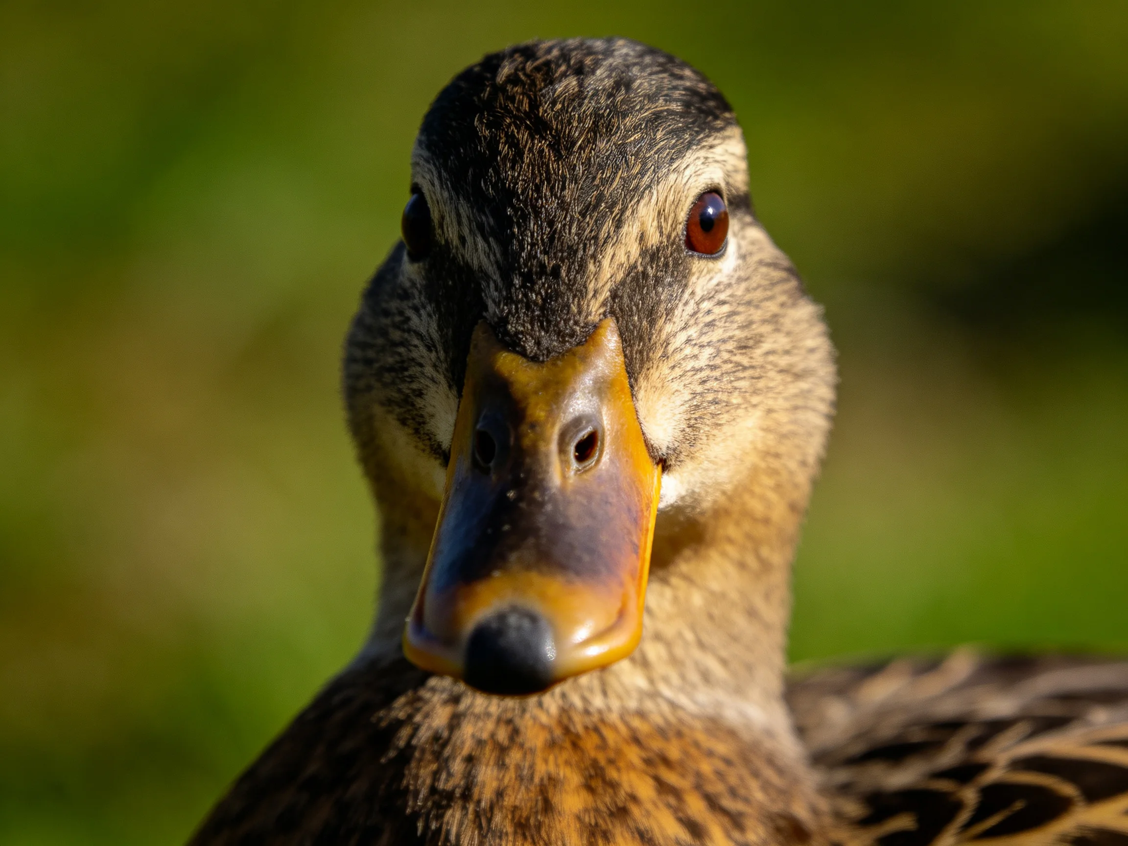 Close-up of a duck with brown head, yellow beak, and green blurred background