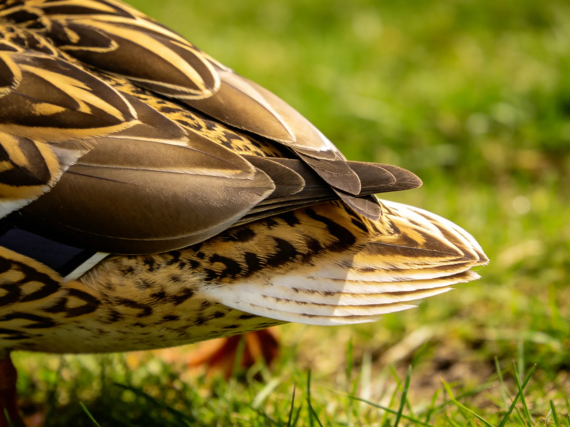 Close - up of a duck’s patterned brown and gold feathers on green grass