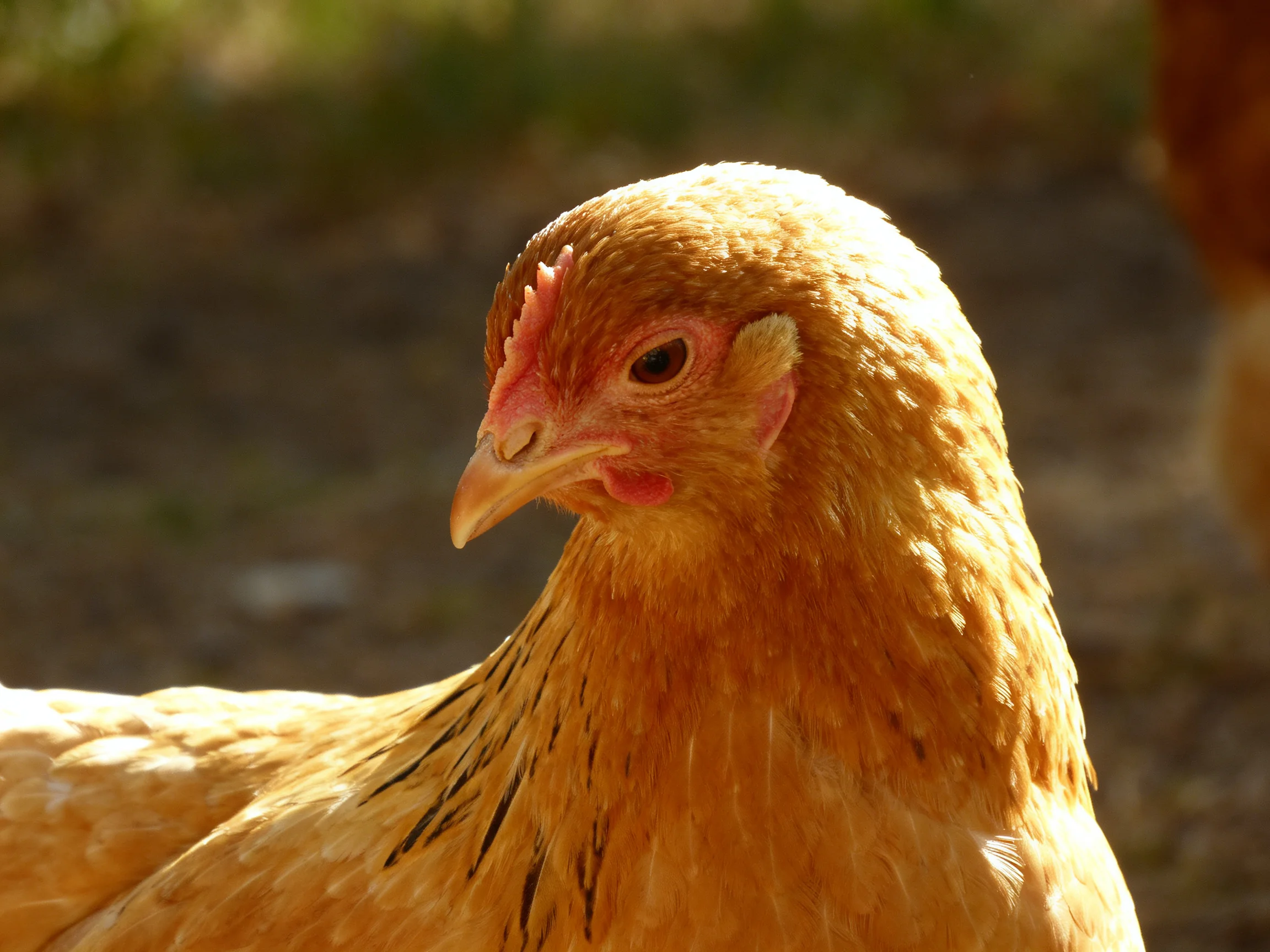 Close-up of a golden-brown hen with textured feathers in natural light