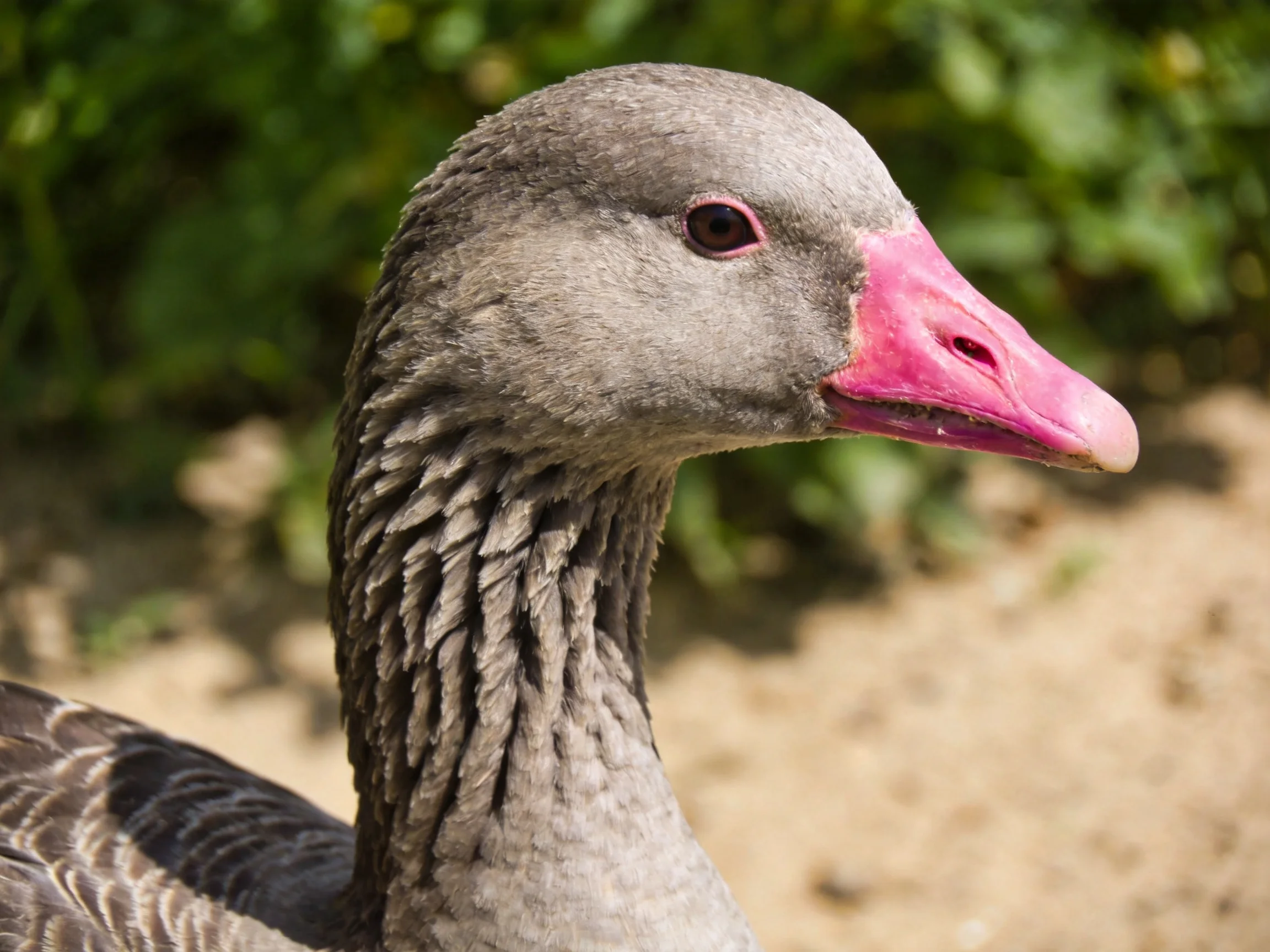 Close-up of a gray-feathered goose with a bright pink beak