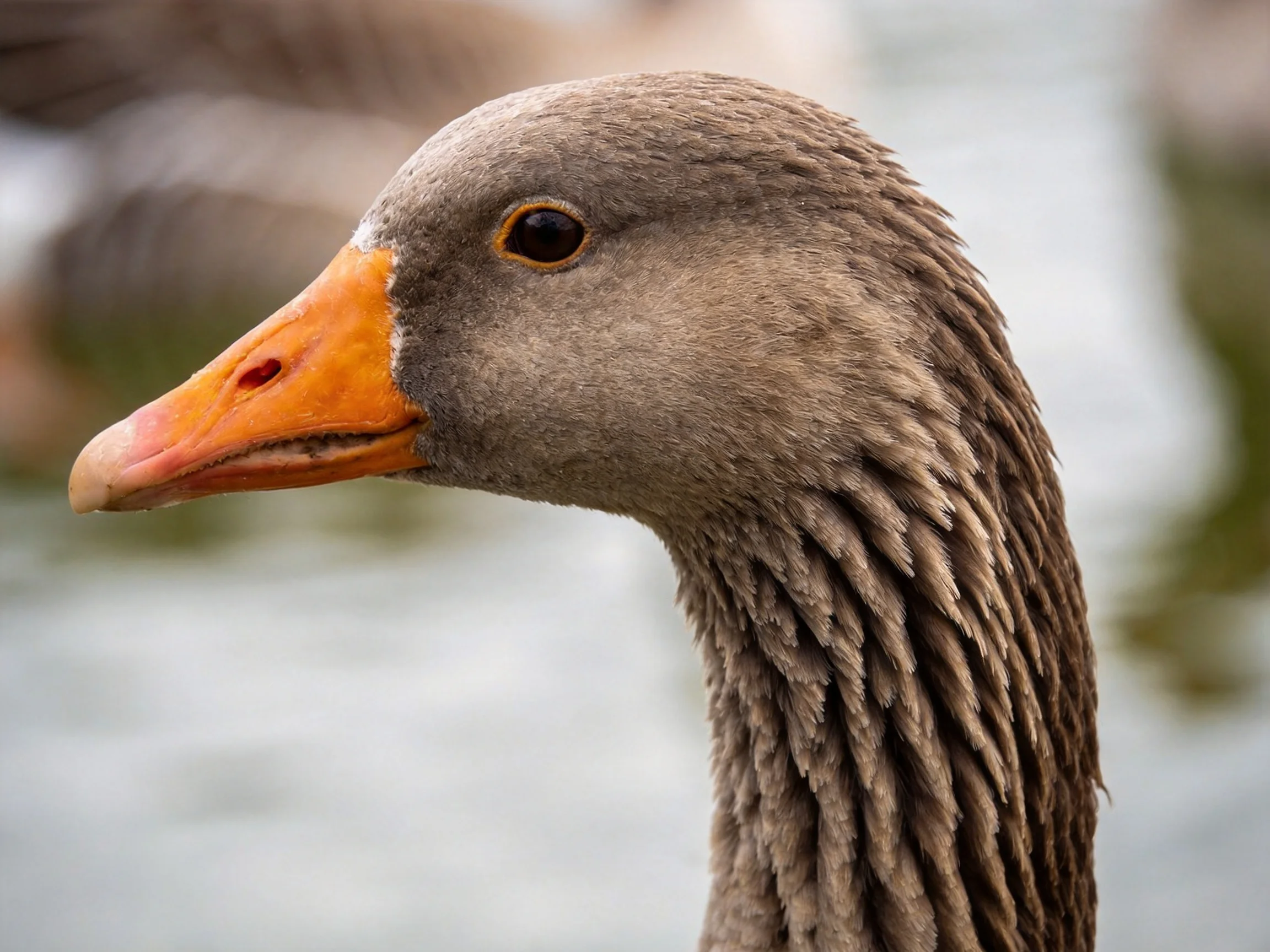 Close - up of a gray goose with an orange beak