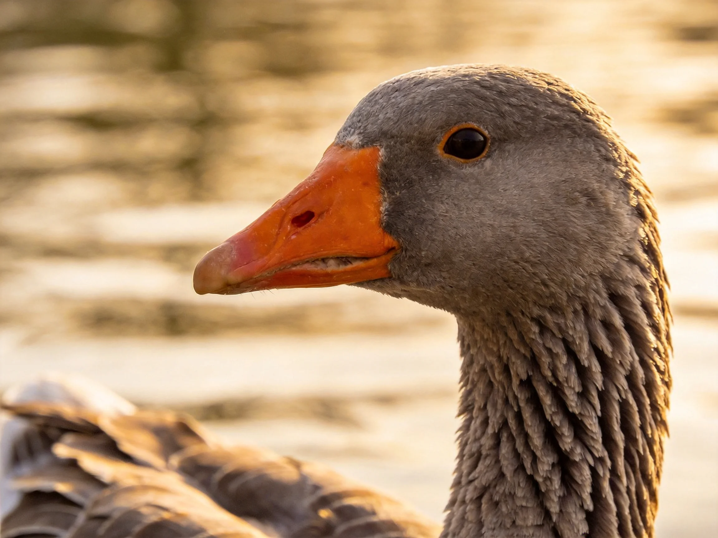 Close-up of a gray goose with vibrant orange beak near calm waters