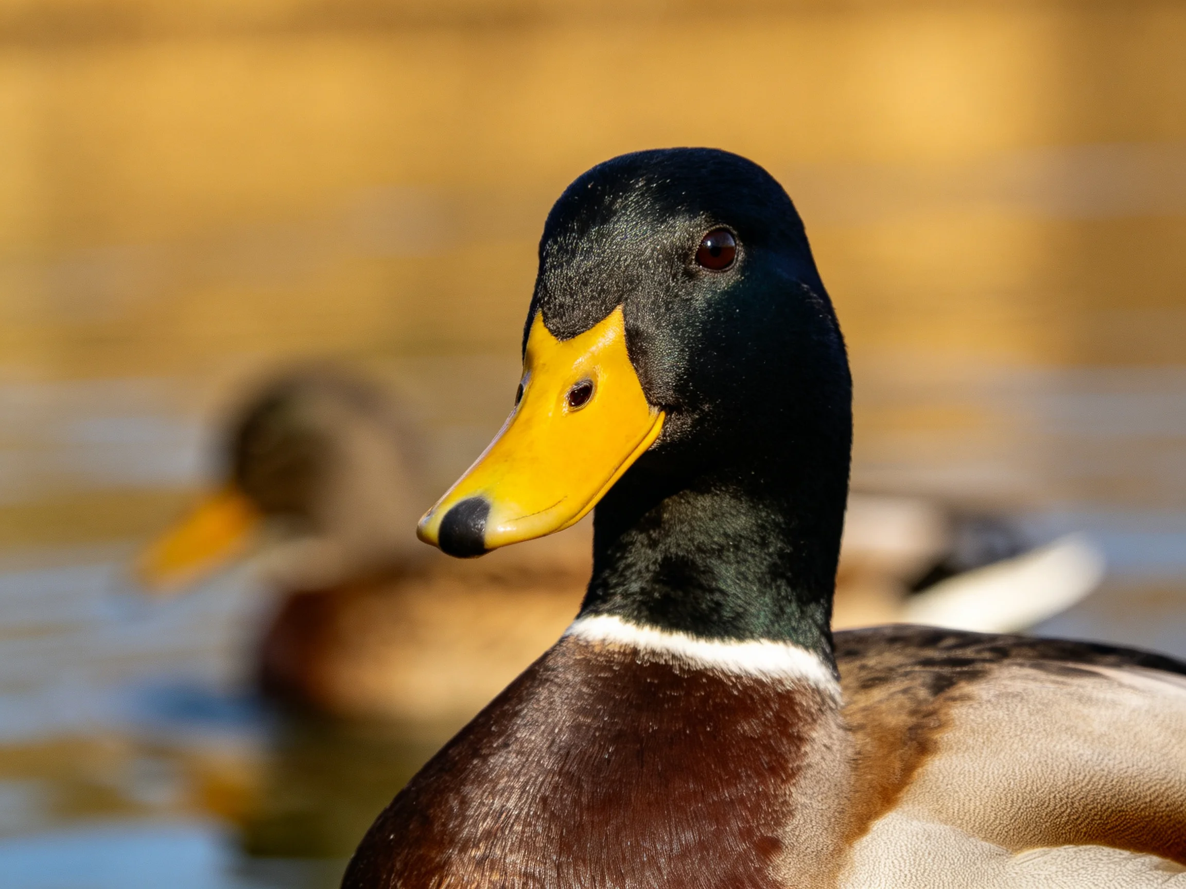 Close-up of a male mallard duck with vibrant plumage near water
