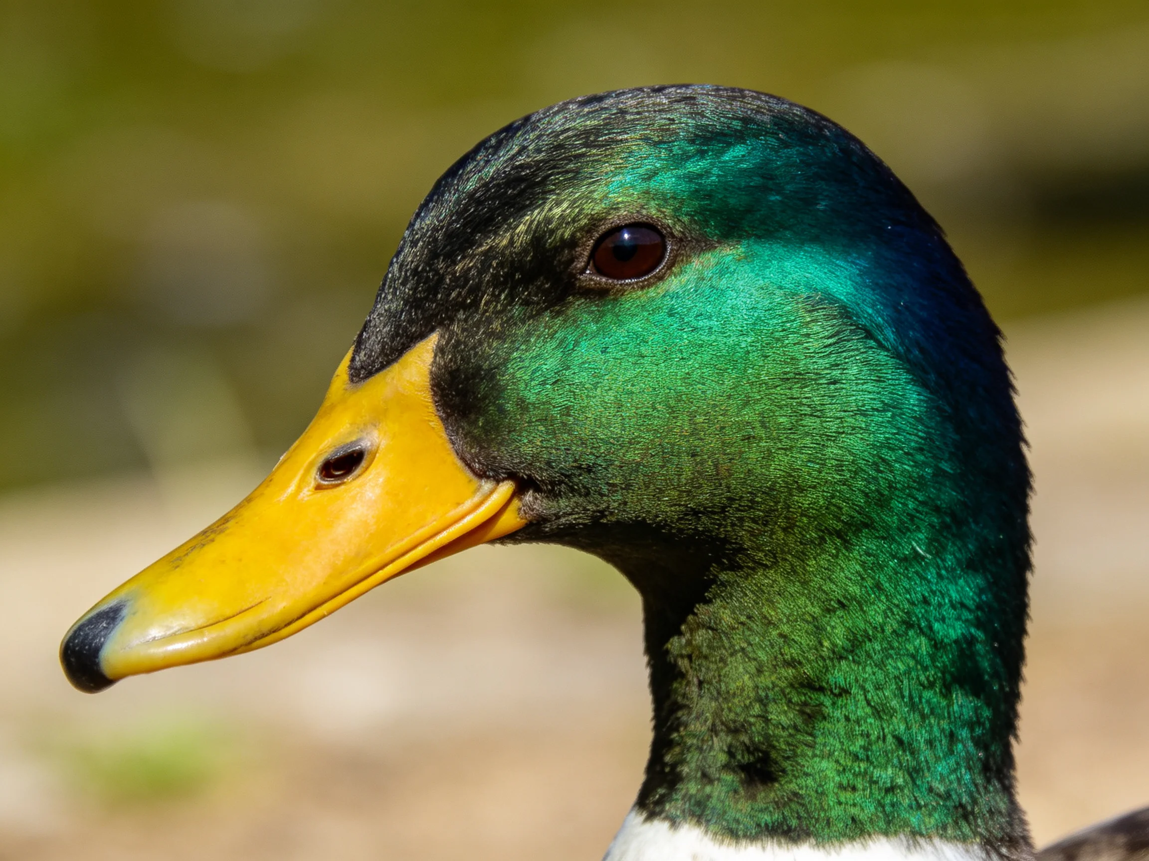 Close-up of a mallard duck with iridescent green head and bright yellow bill