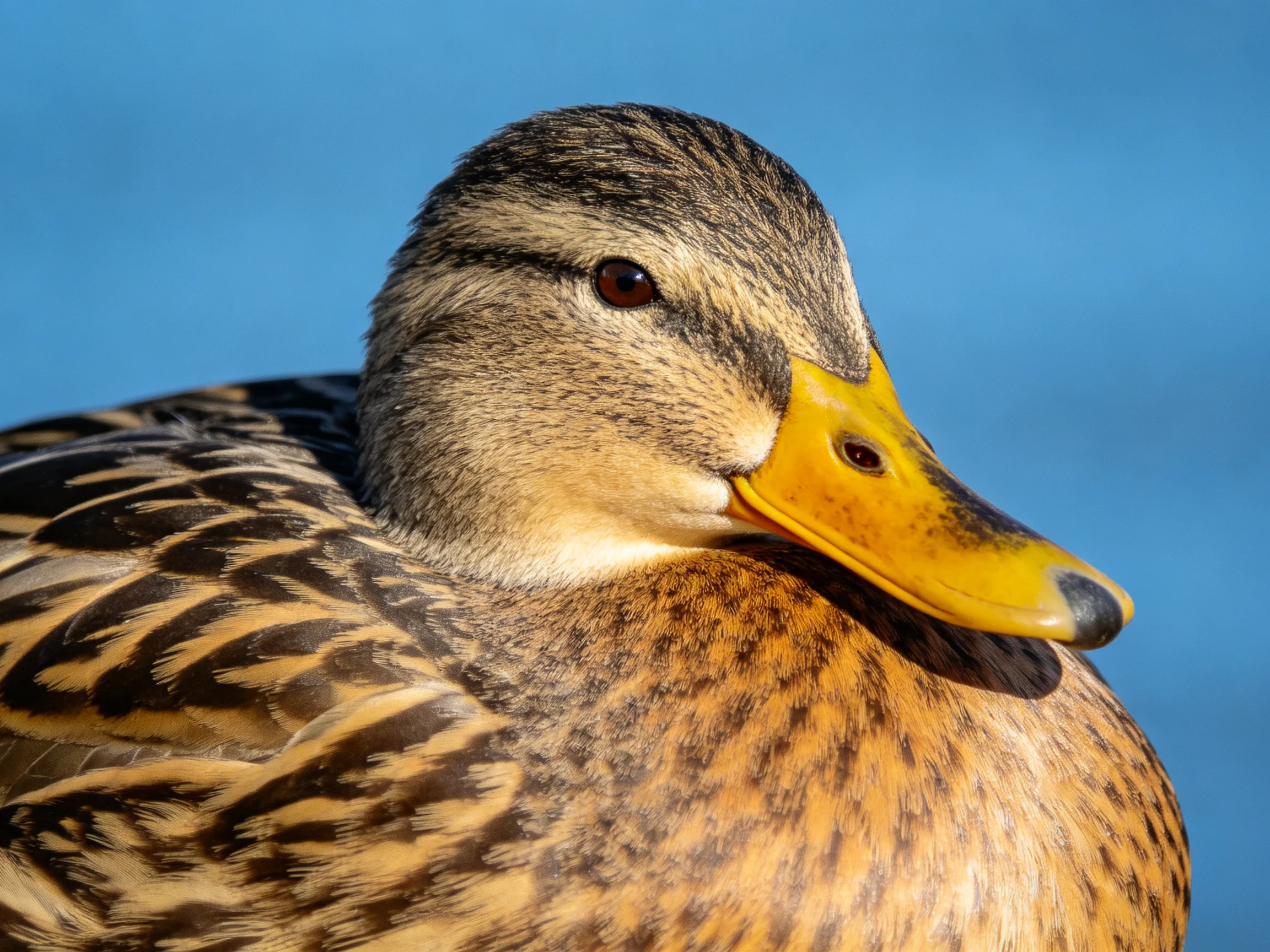 Close-up of a mallard duck with vibrant yellow beak and brown-speckled plumage