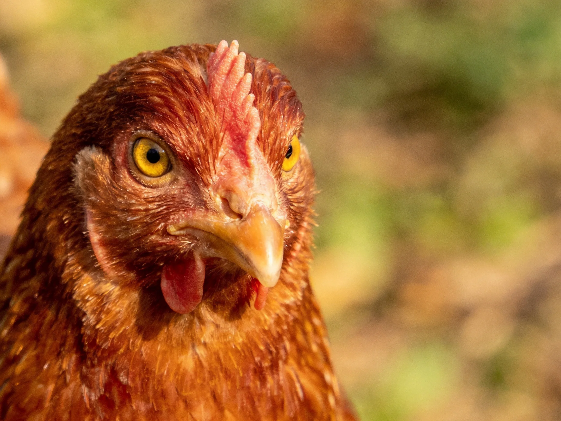 Close-up of a reddish-brown hen with bright yellow eyes and textured feathers