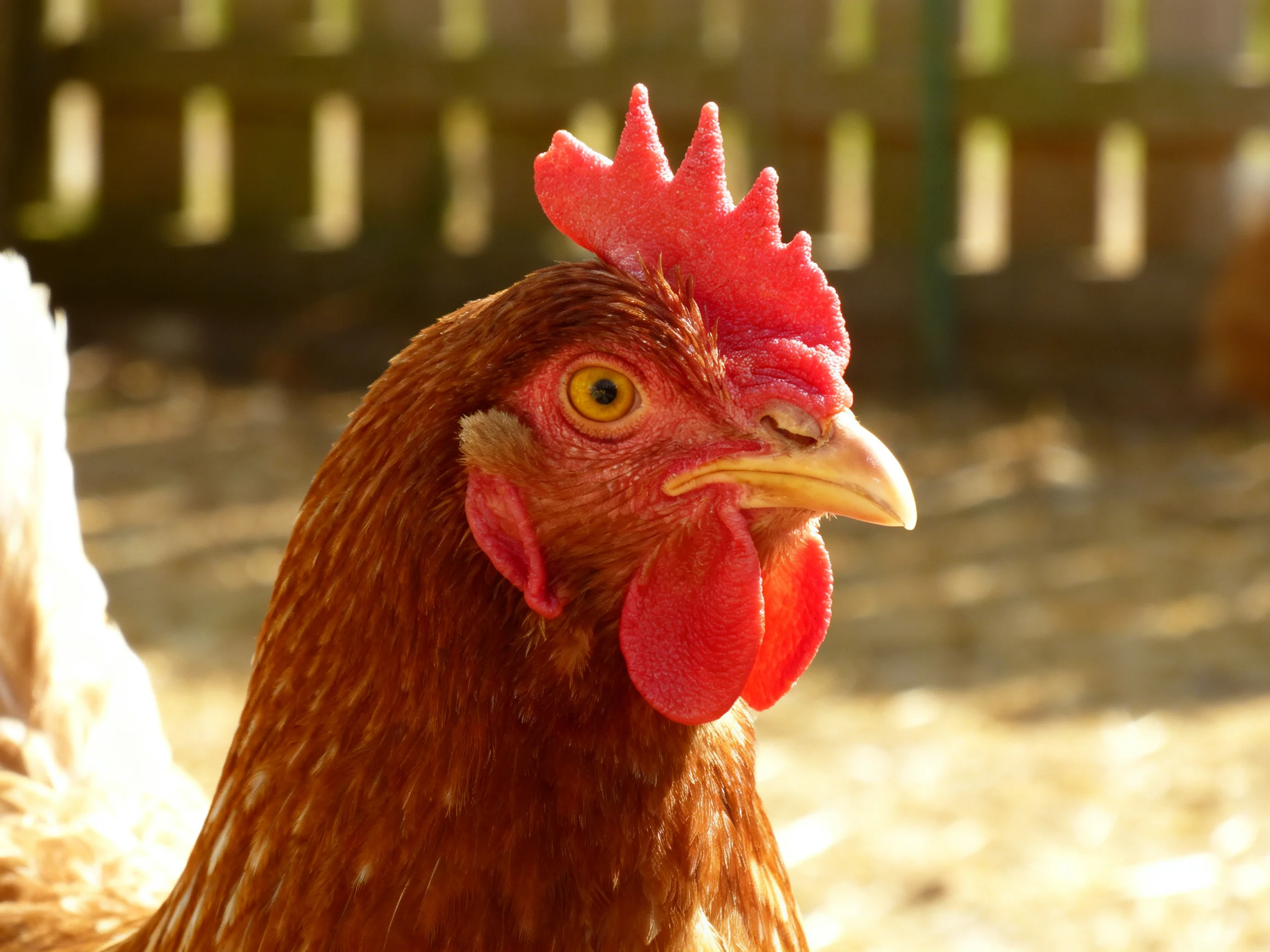 Close-up of a reddish-brown hen with vibrant red comb and wattles