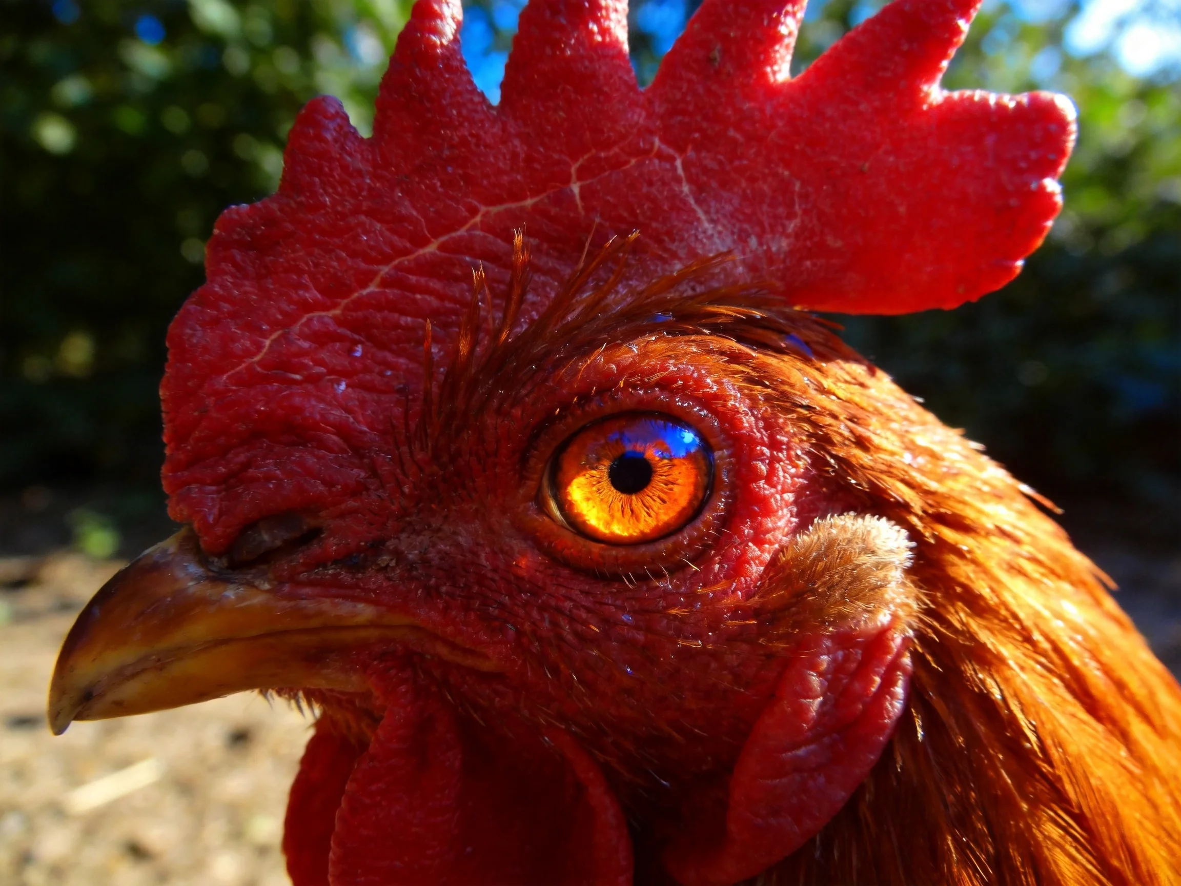 Close - up of a rooster with vibrant red comb and golden feathers