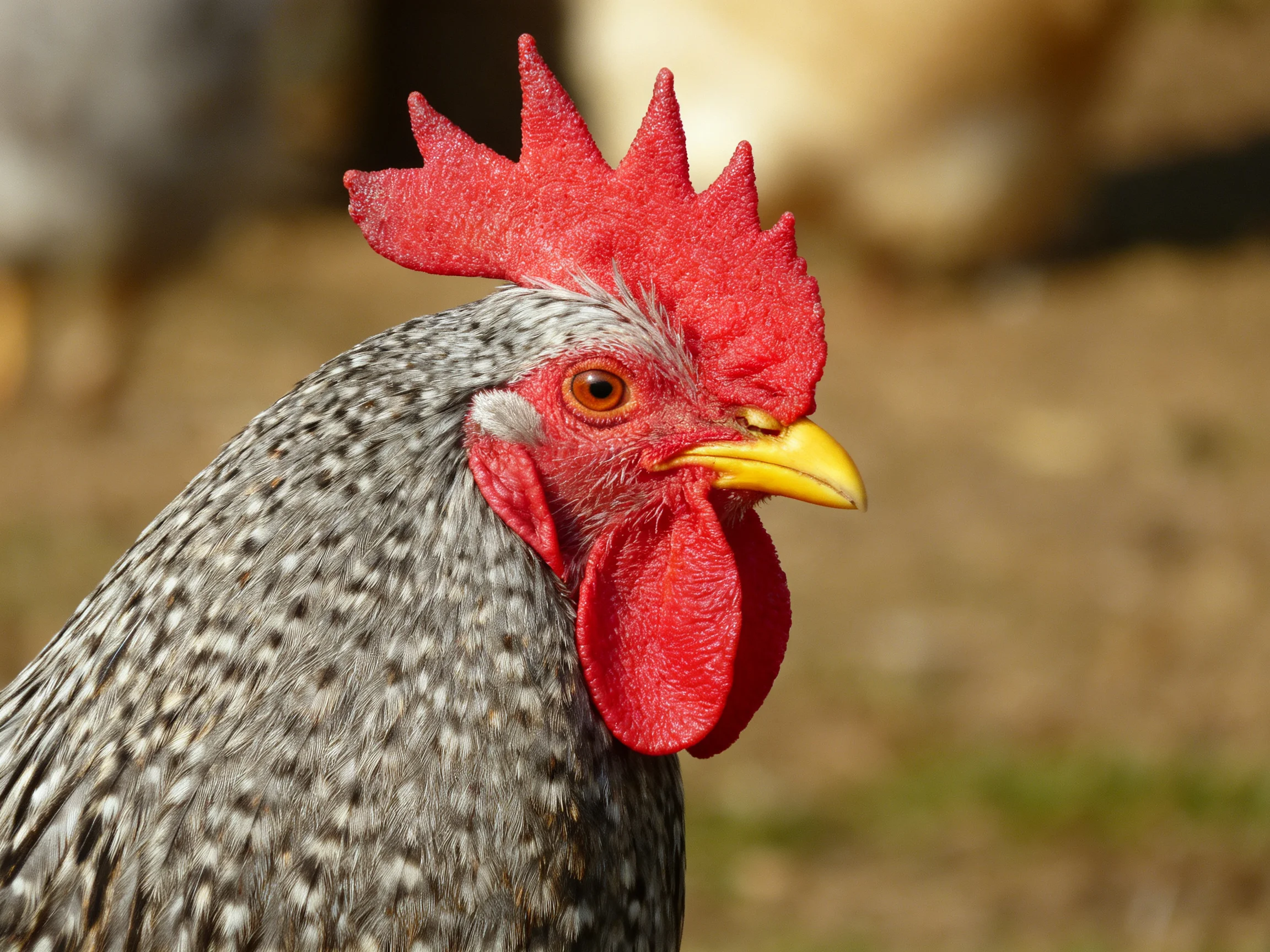 A rooster with a bright red comb and speckled plumage stands in focus amid an outdoor setting.
