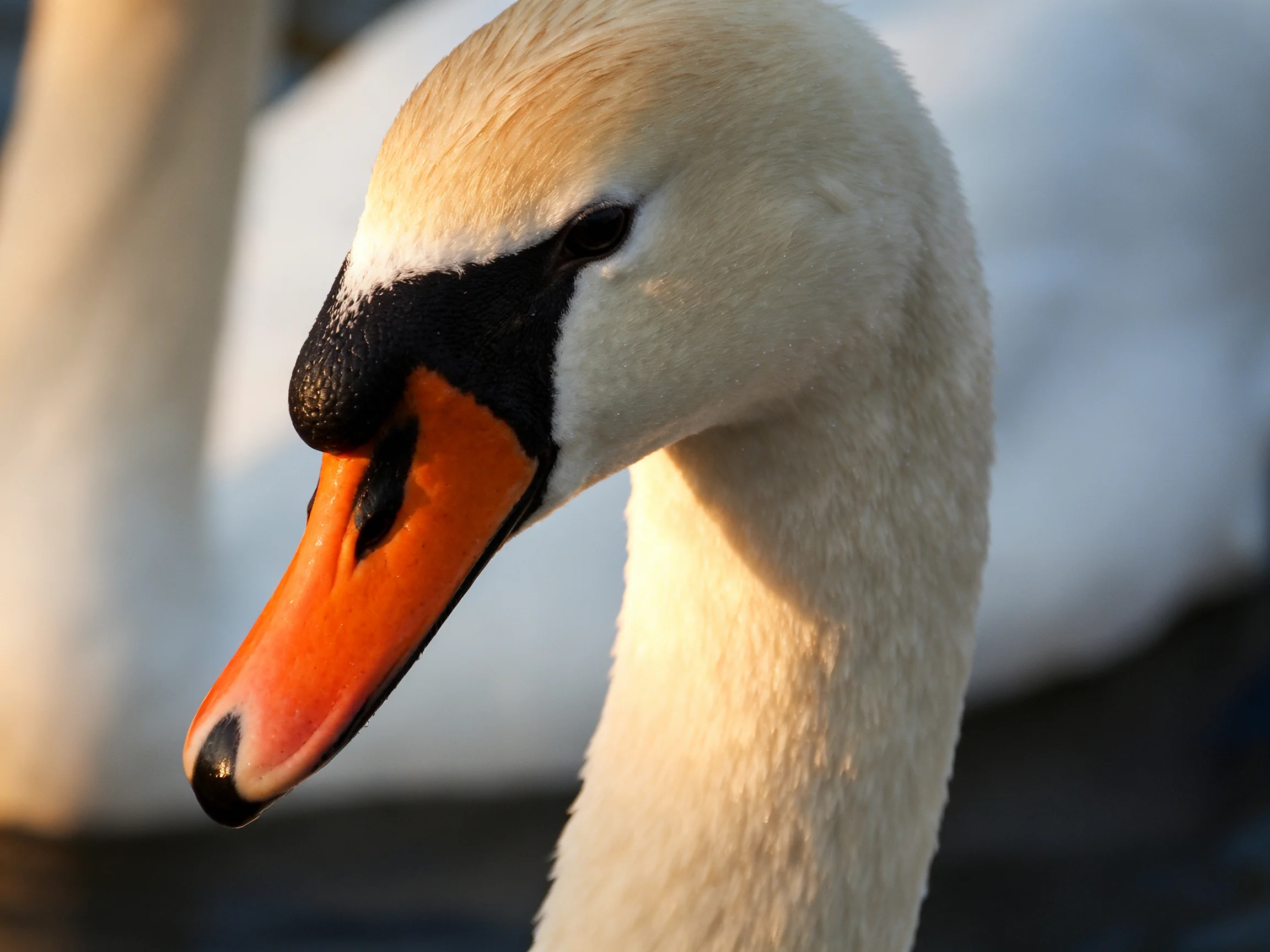 A swan’s head with an orange beak and white feathers is shown in close-up.