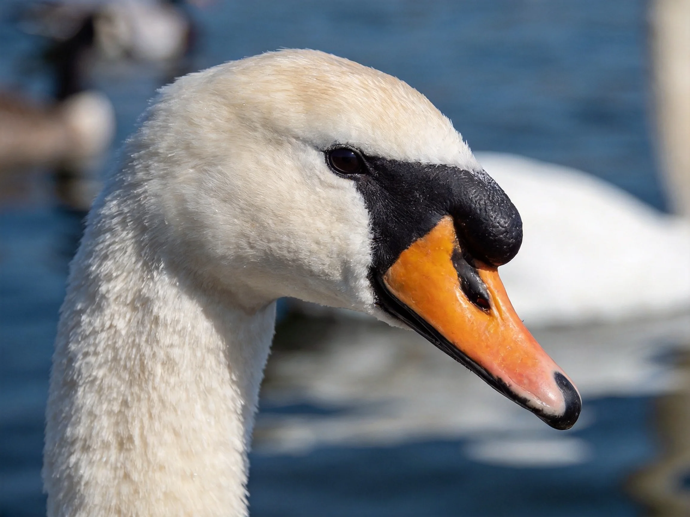 Close - up of a swan with white plumage, black facial markings, and orange beak near water