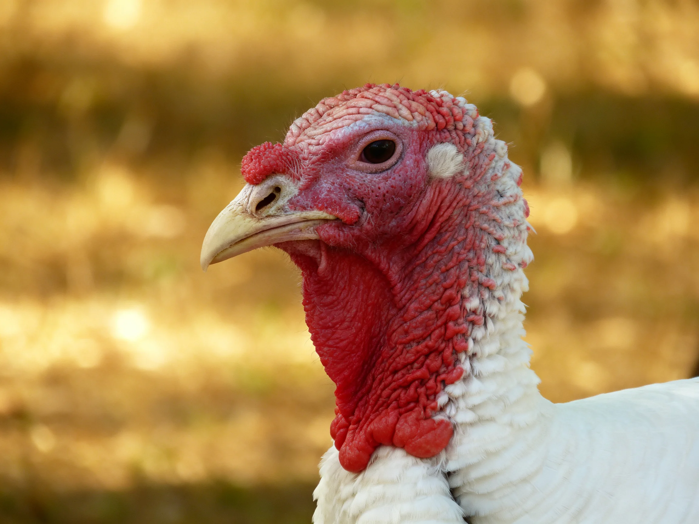 A close-up reveals a turkey with a bright red head and white feathers against a blurred golden background.