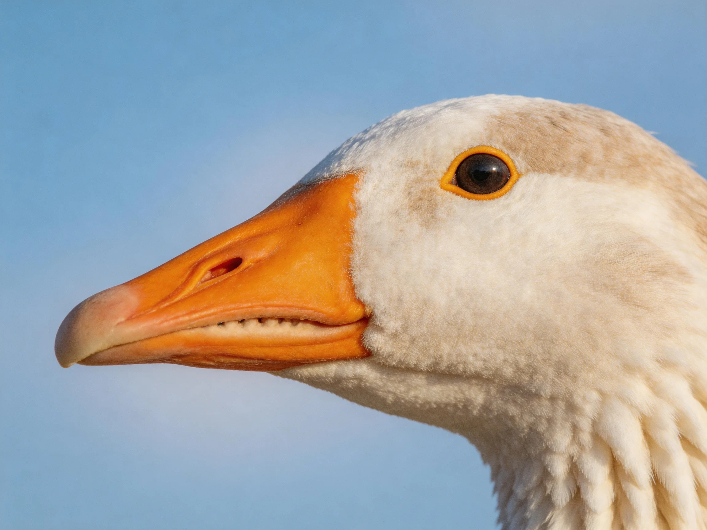 Close - up of a white and beige goose with an orange beak