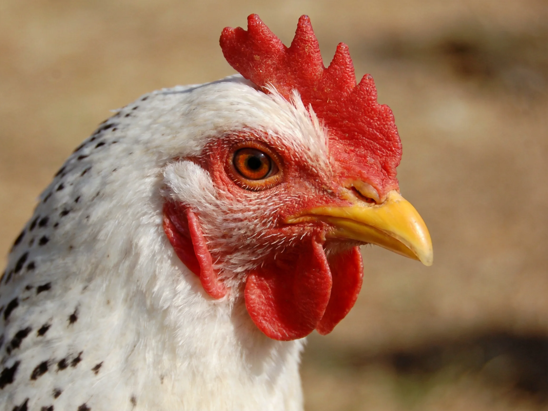 Close-up of a white chicken with black spots and red comb