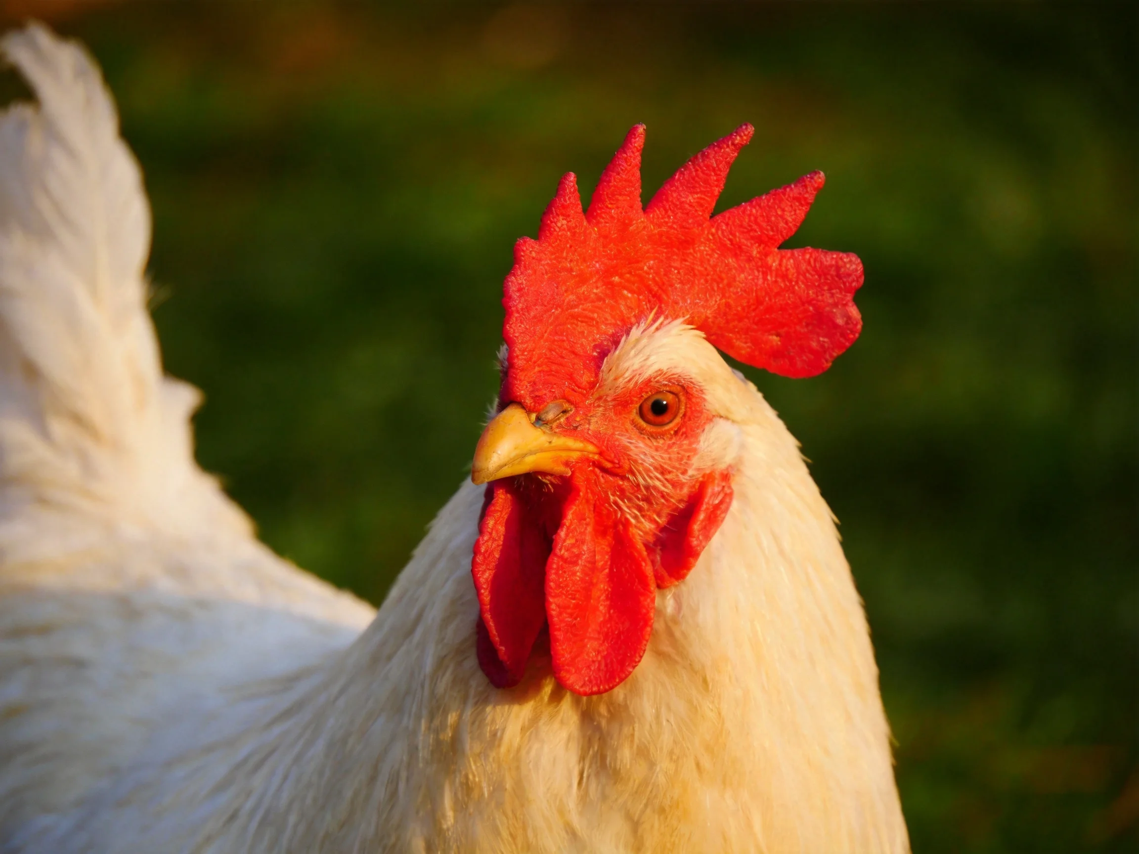 Close-up of a white chicken with bright red comb and wattles