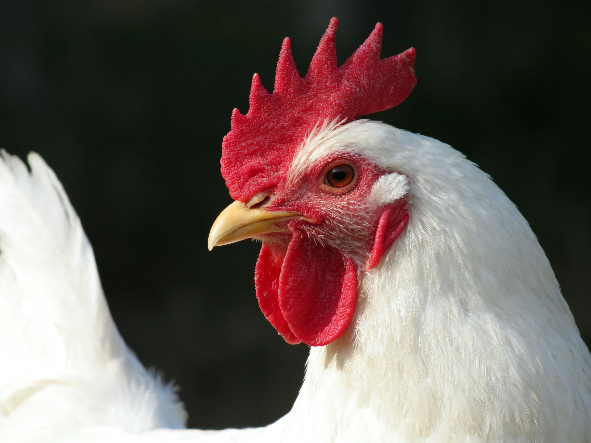 Close - up of a white chicken with vibrant red comb and wattles
