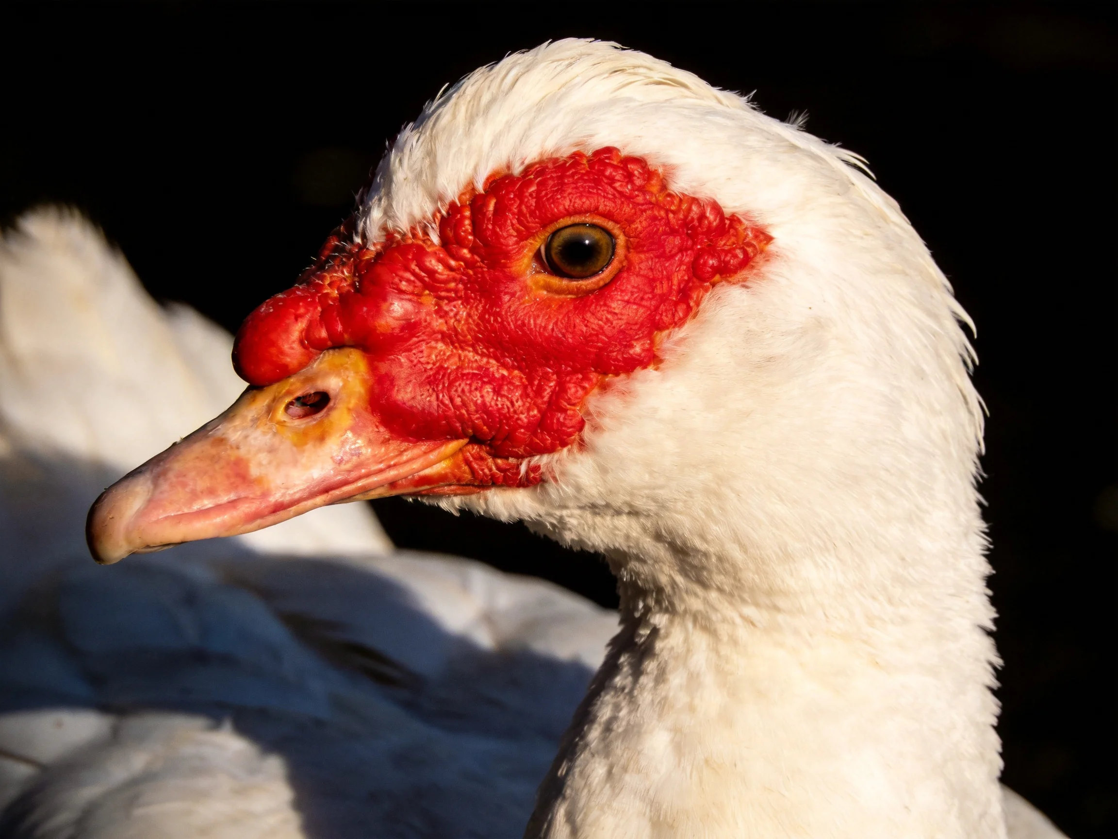 Close-up of a white duck with vivid red facial skin