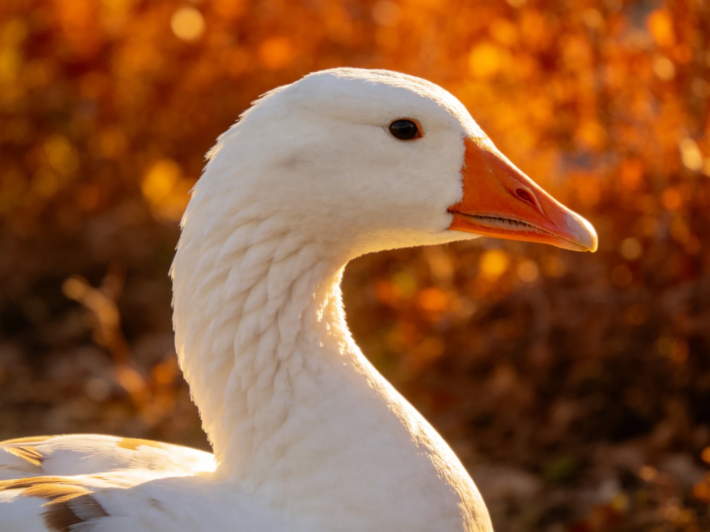 Close-up of a white goose with an orange beak amidst golden autumn foliage