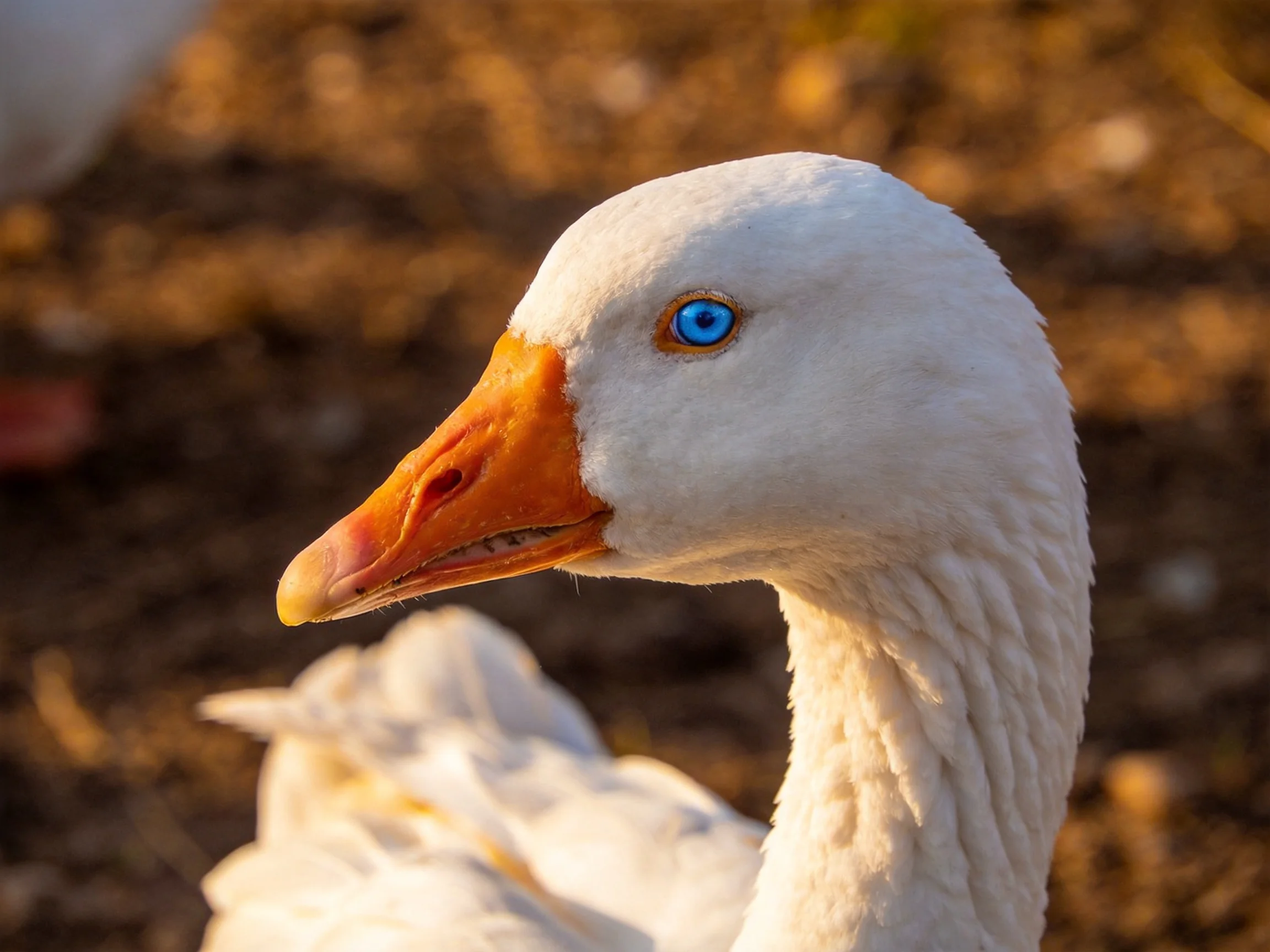 Close - up of a white goose with bright blue eye and orange beak