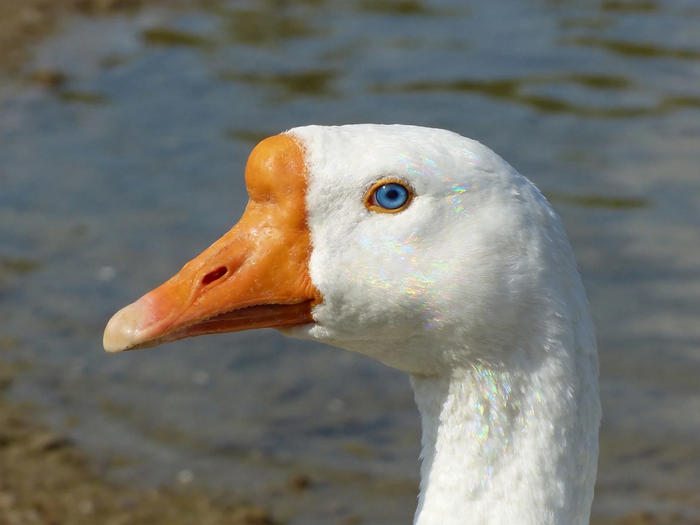 Close-up of a white goose with orange beak near calm water