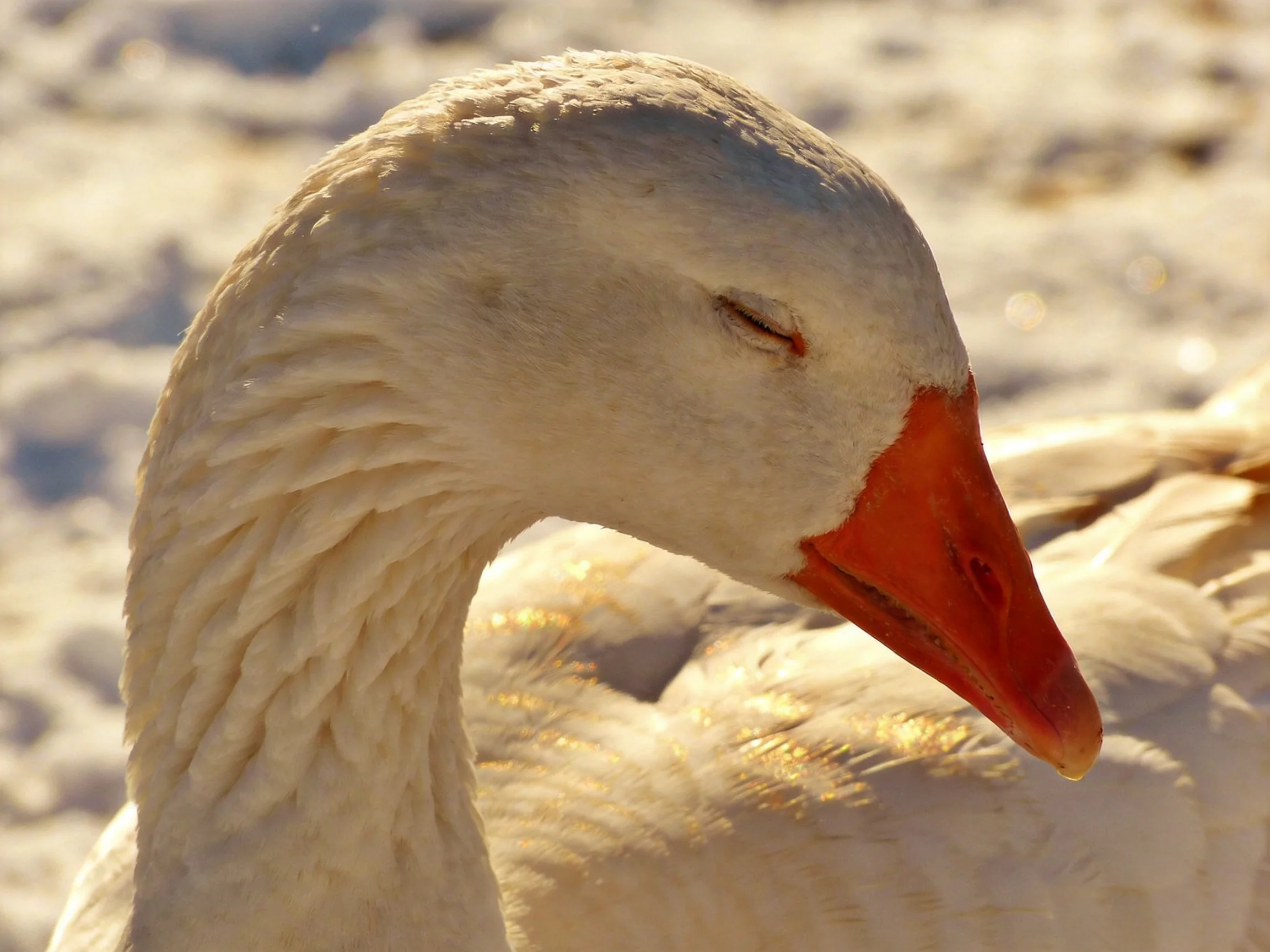 Close - up of a white goose with orange beak resting in bright sunshine