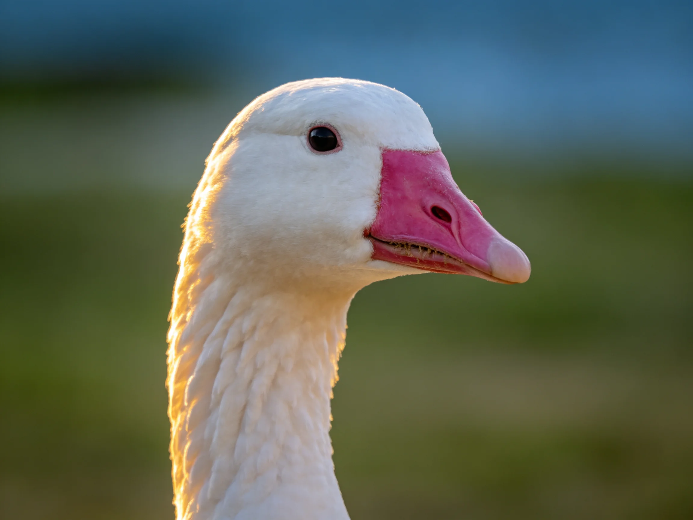 Close-up of a white goose with pink beak against blurred greenery