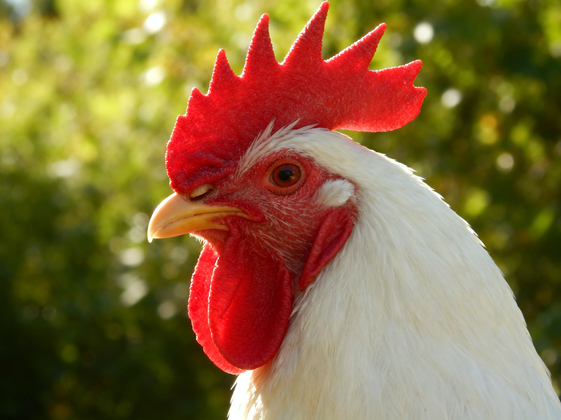 Close-up of a white rooster with vibrant red comb and wattles