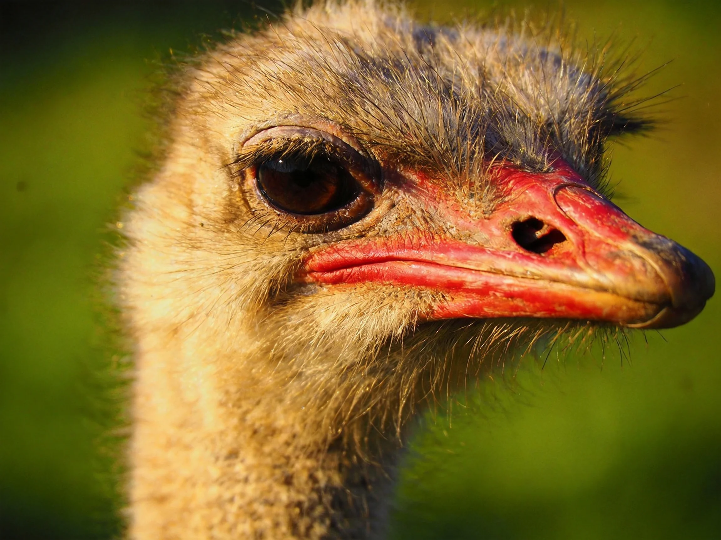 Close-up of an Ostrichs Head with Vibrant Red Beak and Fluffy Plumage