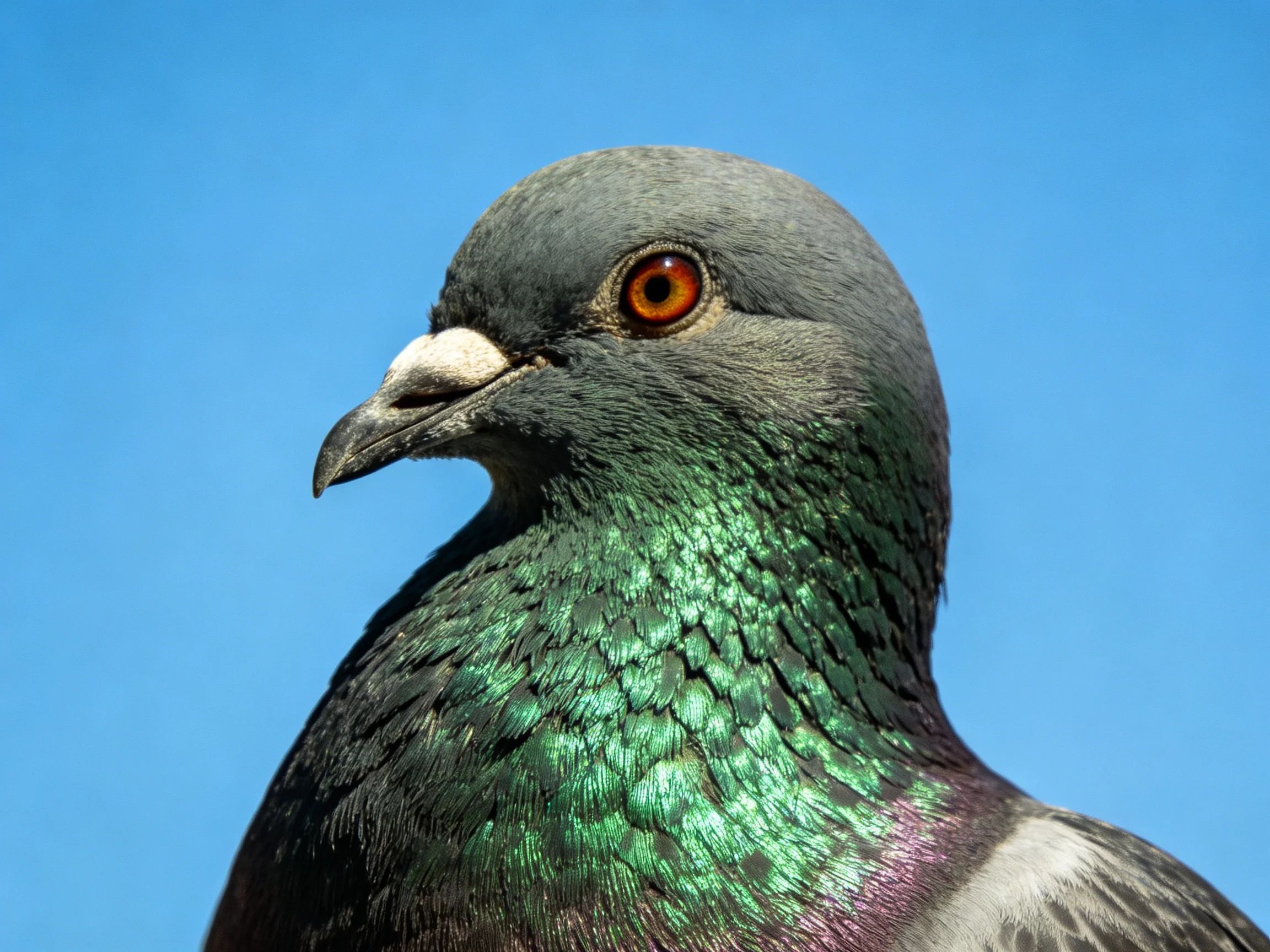 Close-up of an iridescent green-necked pigeon with gray head against bright blue sky