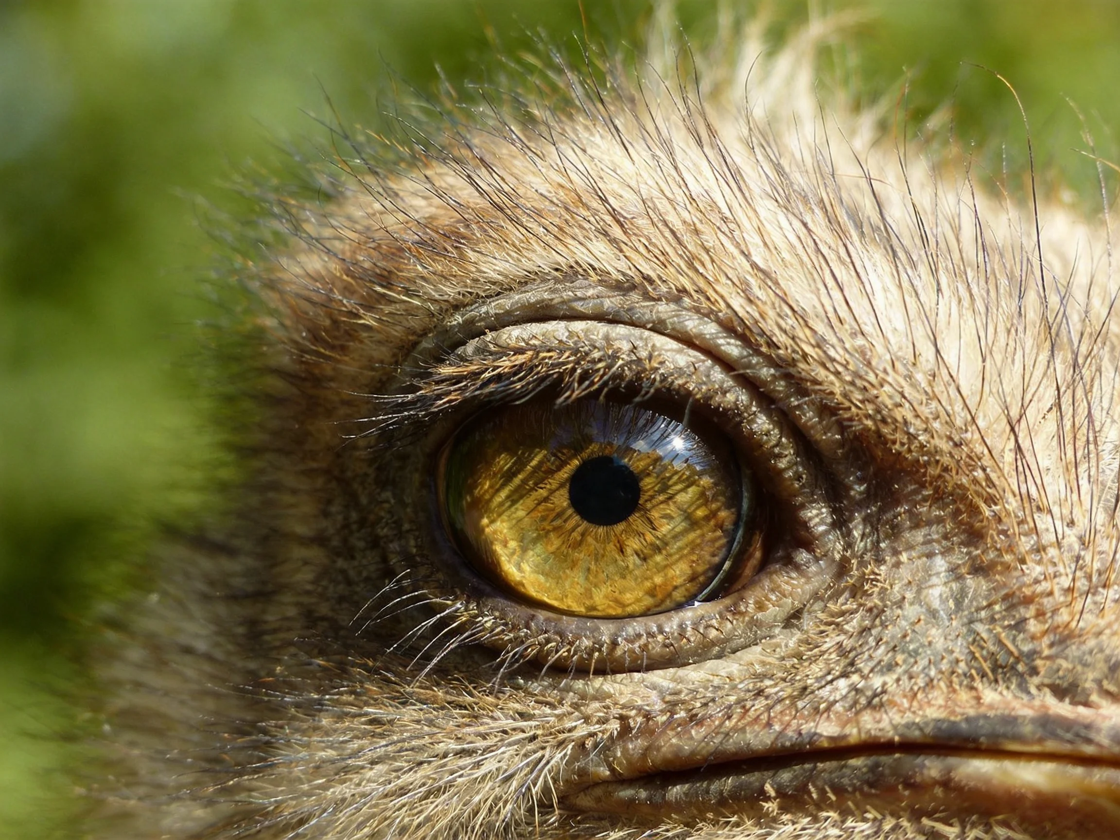 Close - up of an ostrich’s golden eye with brown feathers