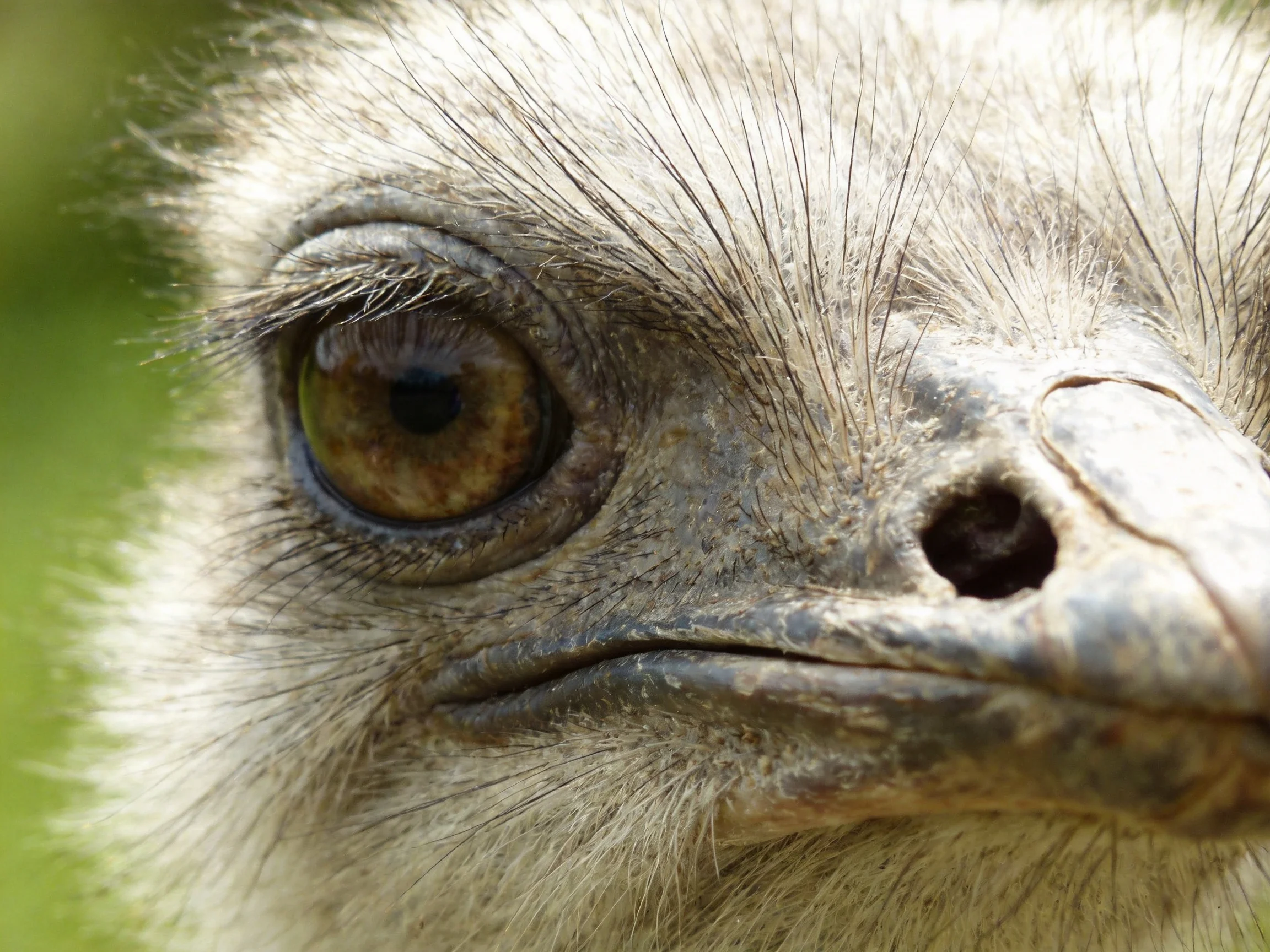 Close-up of an ostrichs face featuring large brown eye and textured plumage