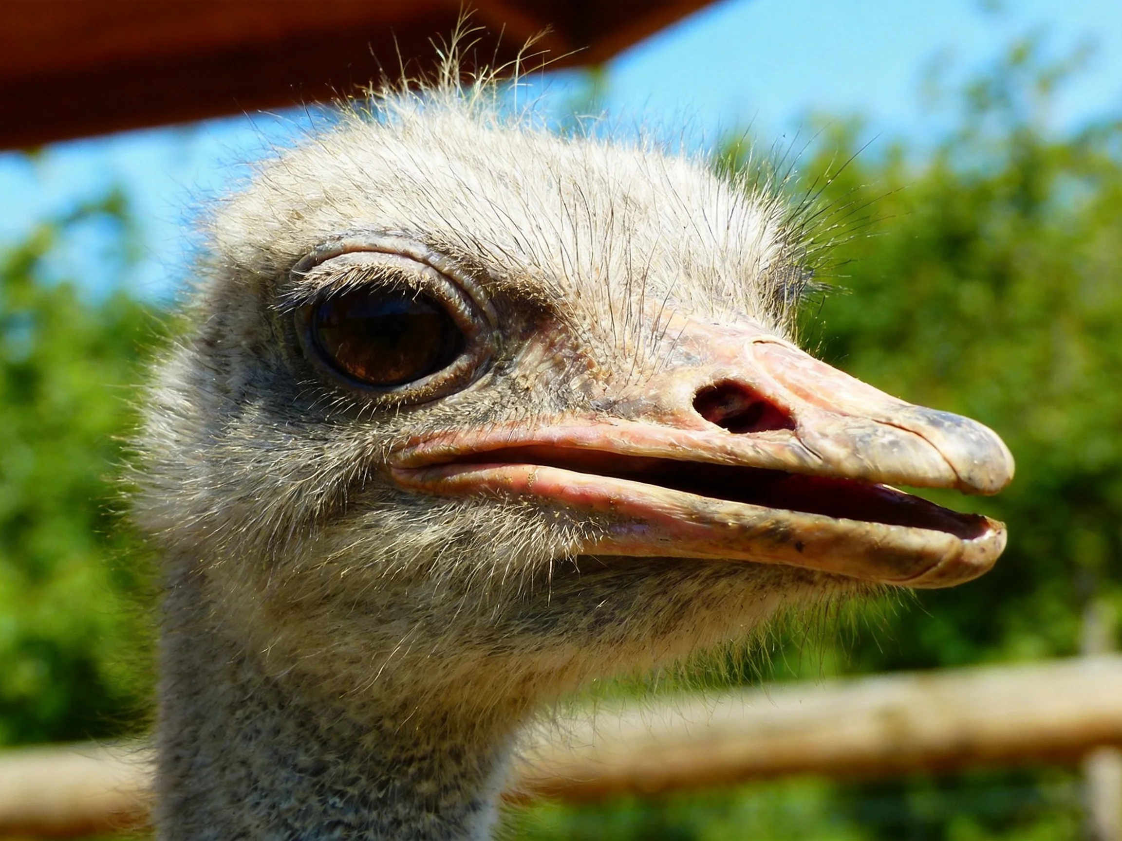 Close-up of an ostrichs head with soft gray feathers and a pink beak