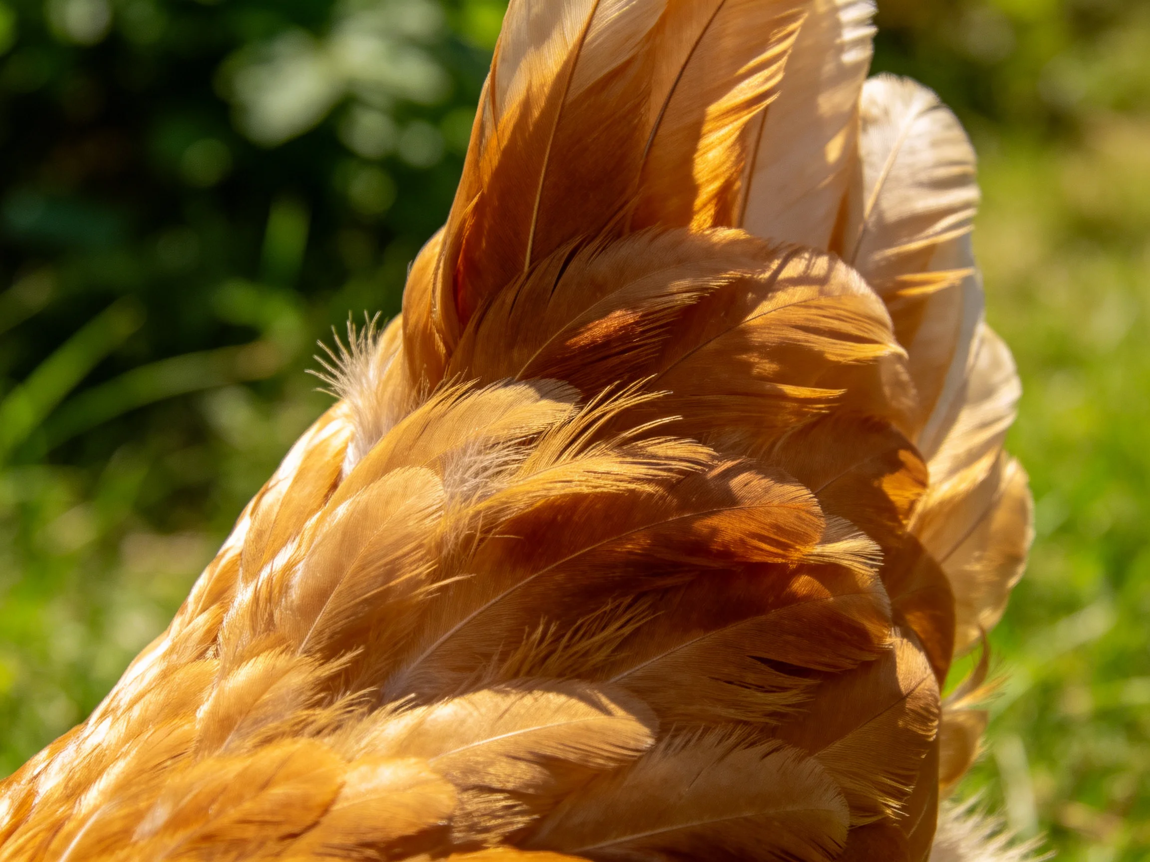 A close-up shows golden-brown chicken tail feathers with layered structure.