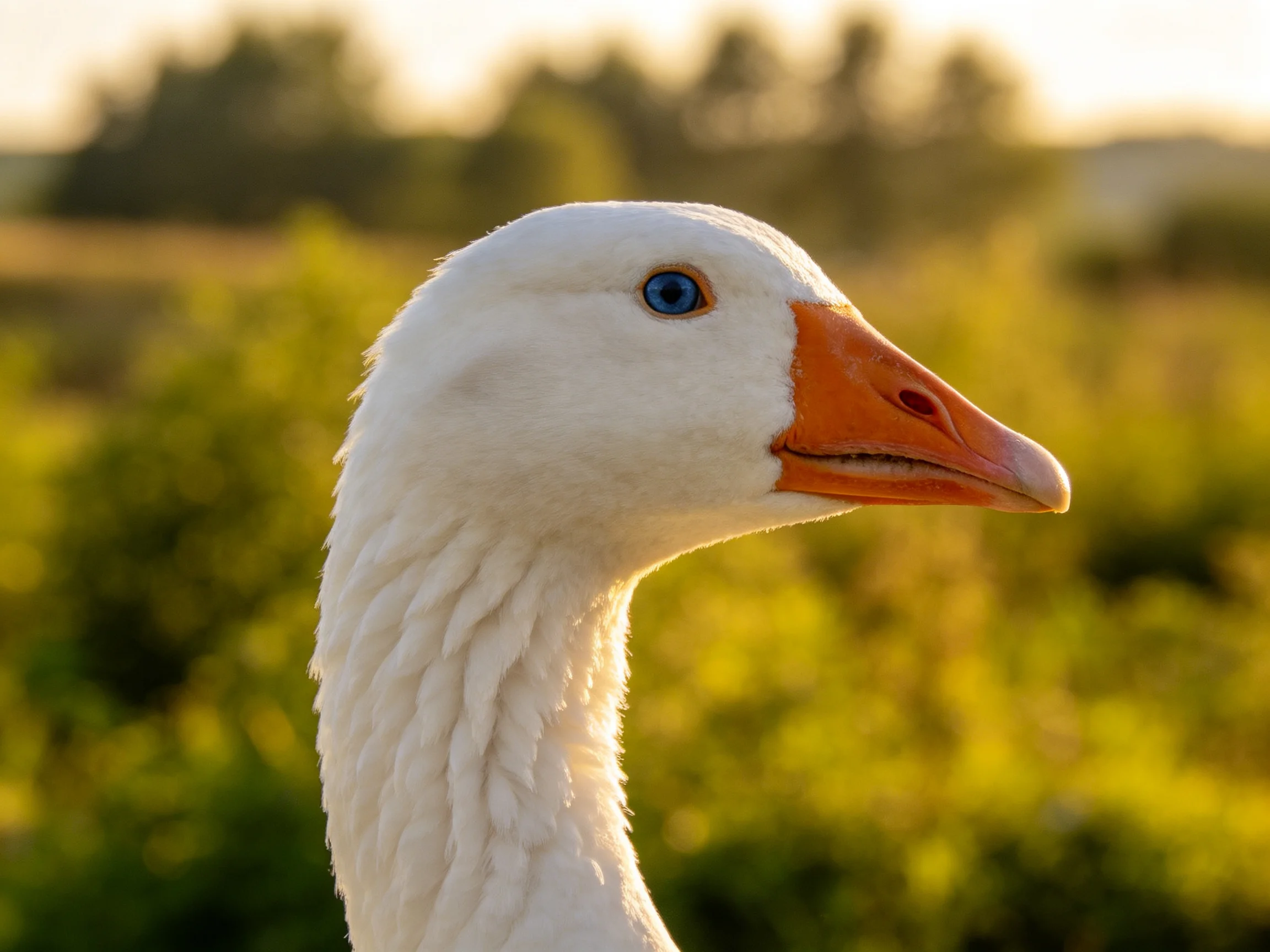 Close - up of white goose with orange beak and blue eye in sunlit field
