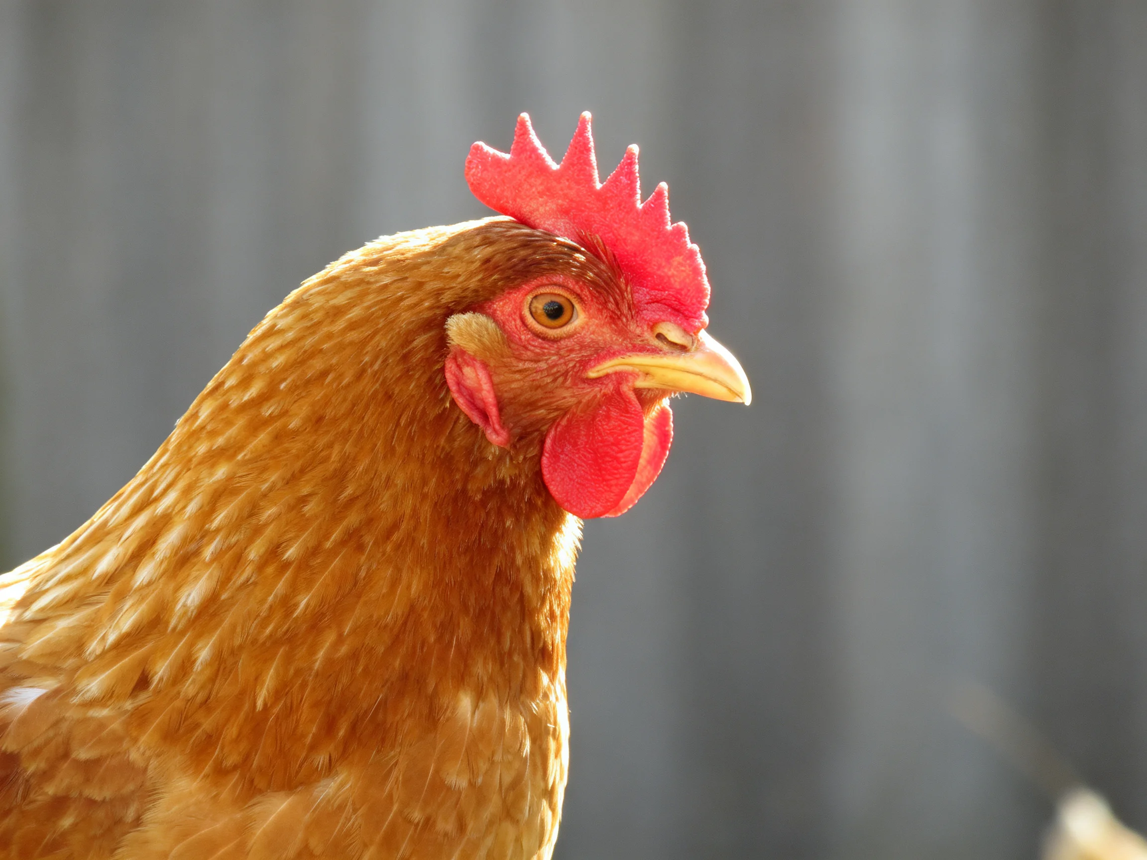Close-up portrait of a brown hen featuring bright red comb and wattles